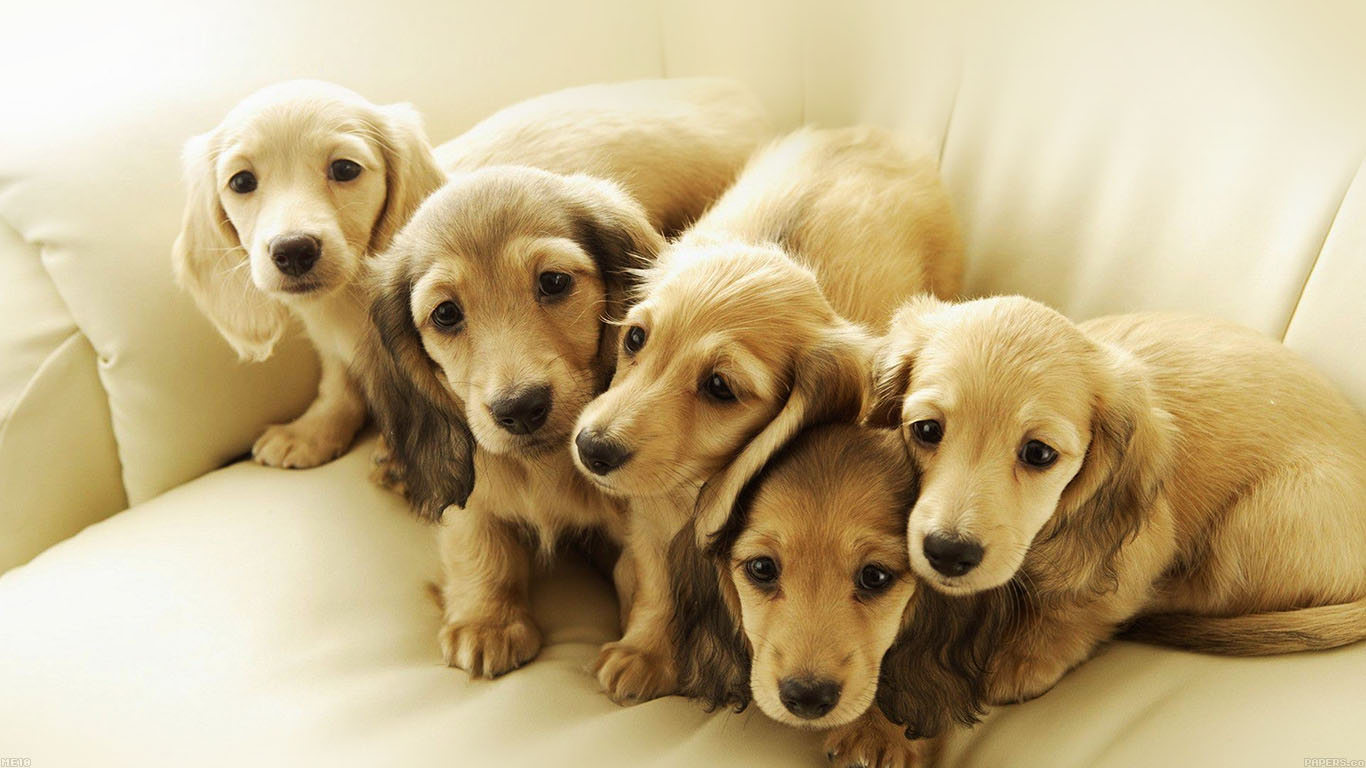 Puppy Retriever Family Animal