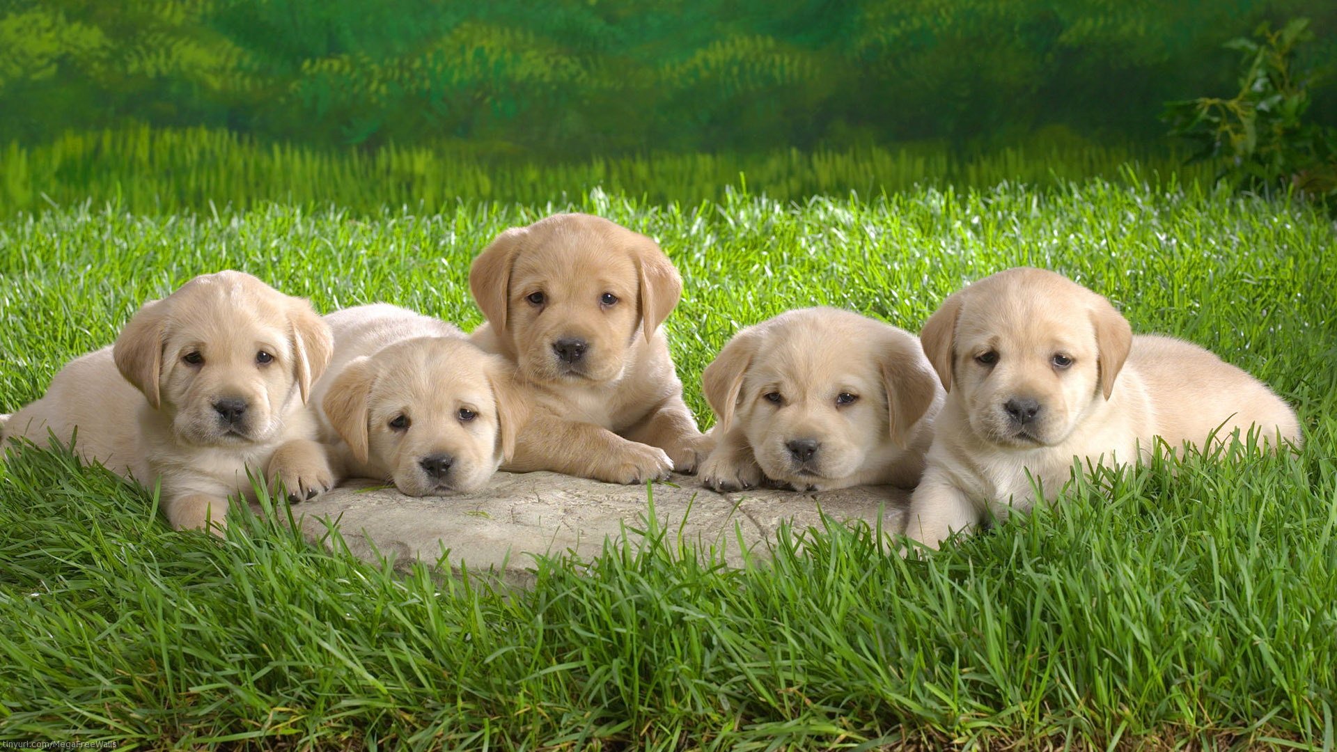 Adorable Labrador Retriever Puppies HD