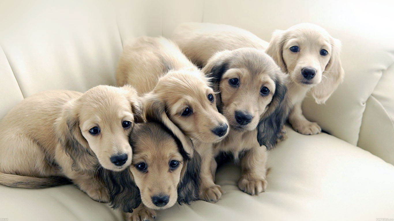 Puppy Dog Retriever Family Animal