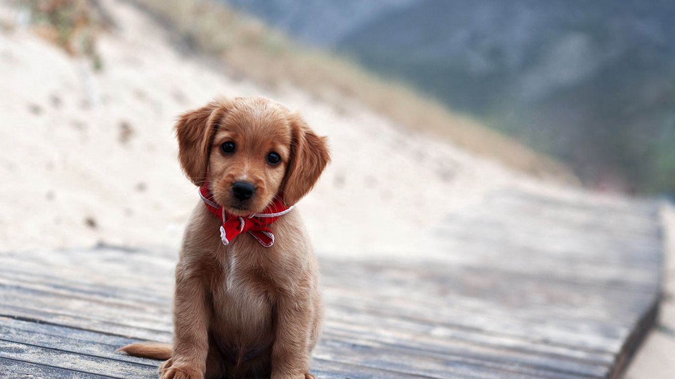 Download wallpaper 1366x768 puppy, cute