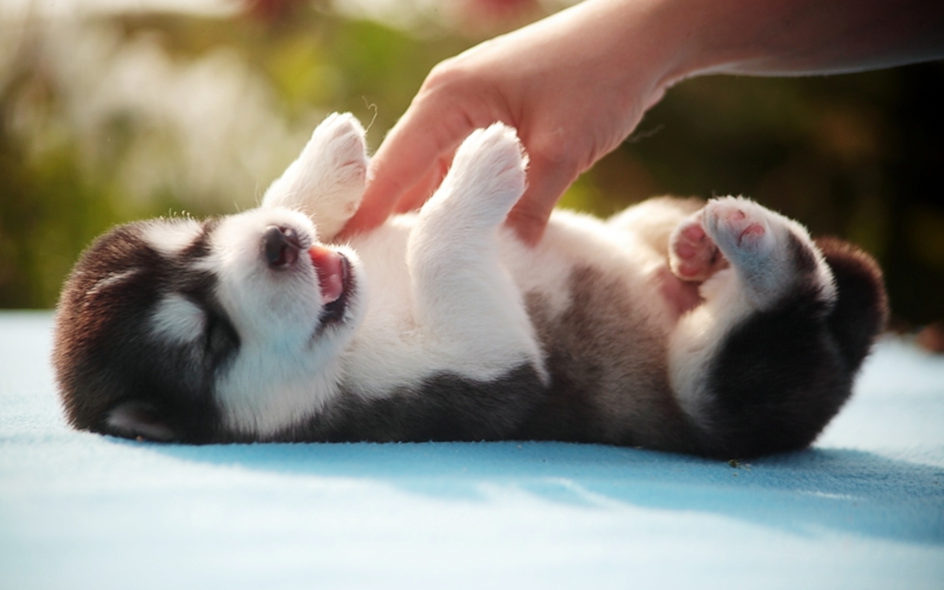 Adorable Husky Puppy