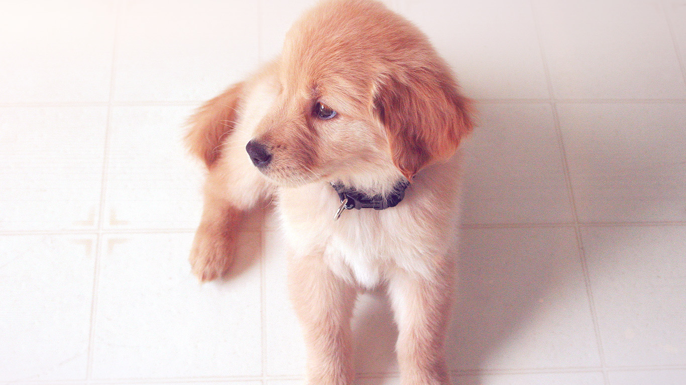 Puppy Love Cute Animal Nature