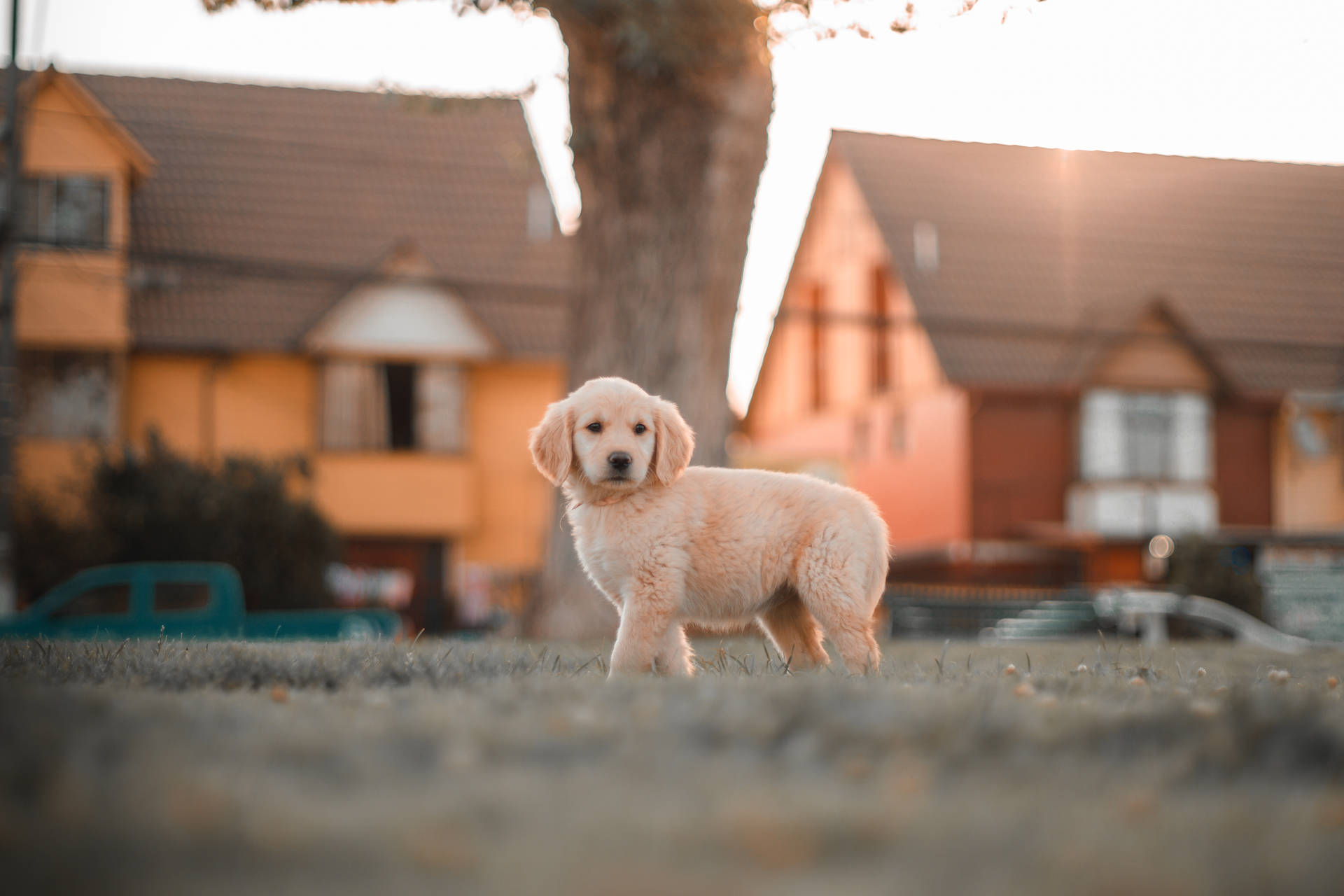 Fluffy Golden Retriever Puppy In Park
