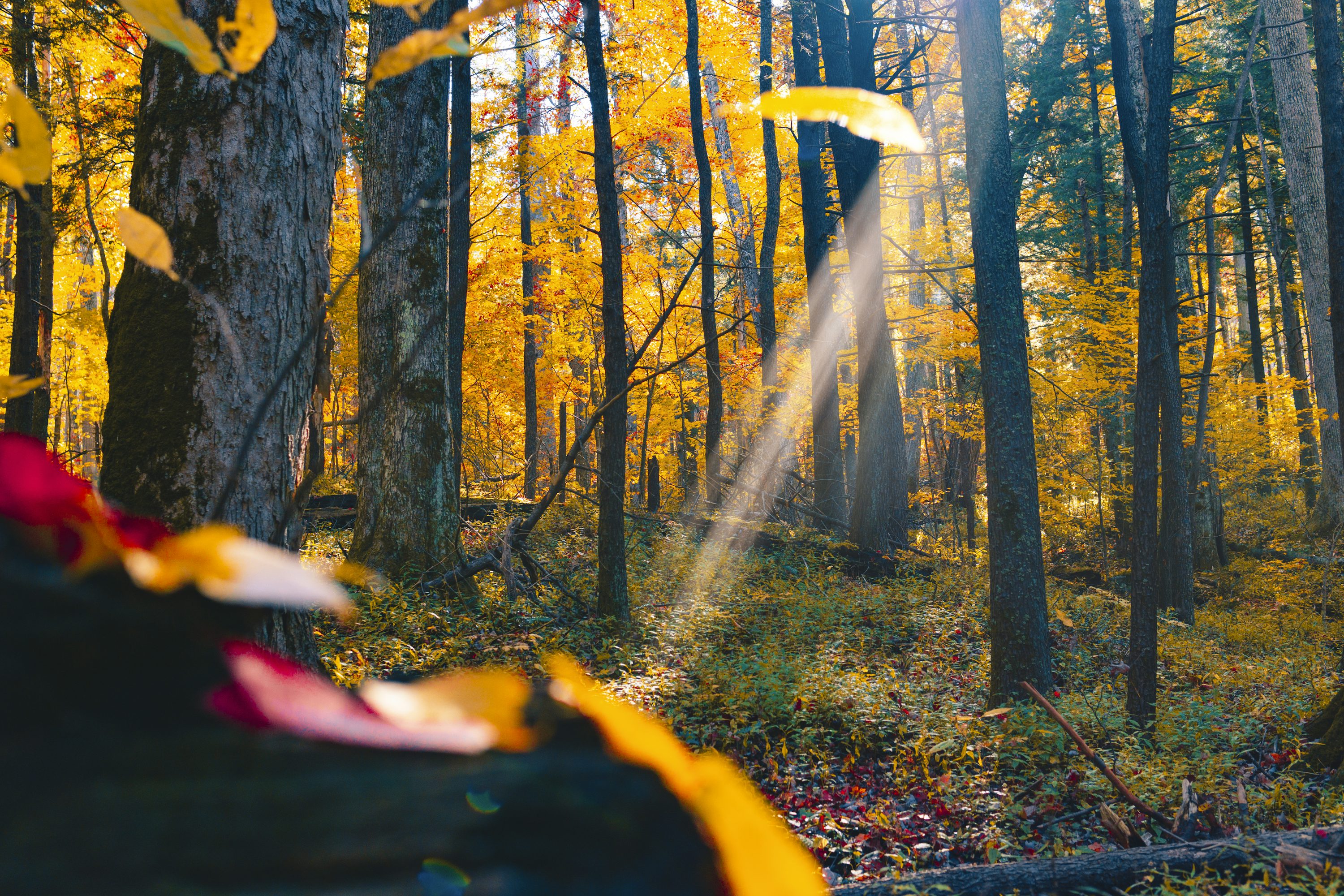 Fall Forest Picture. Download Free