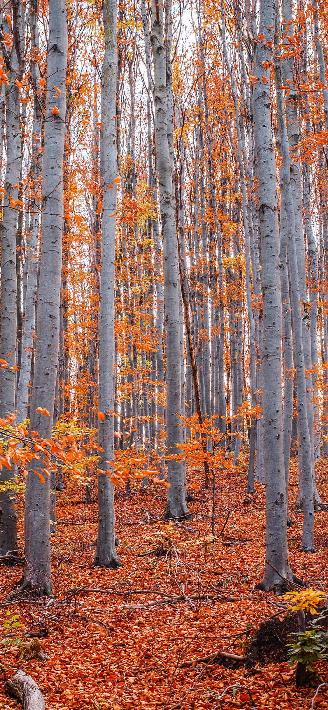 Fall Wallpaper for iPhone