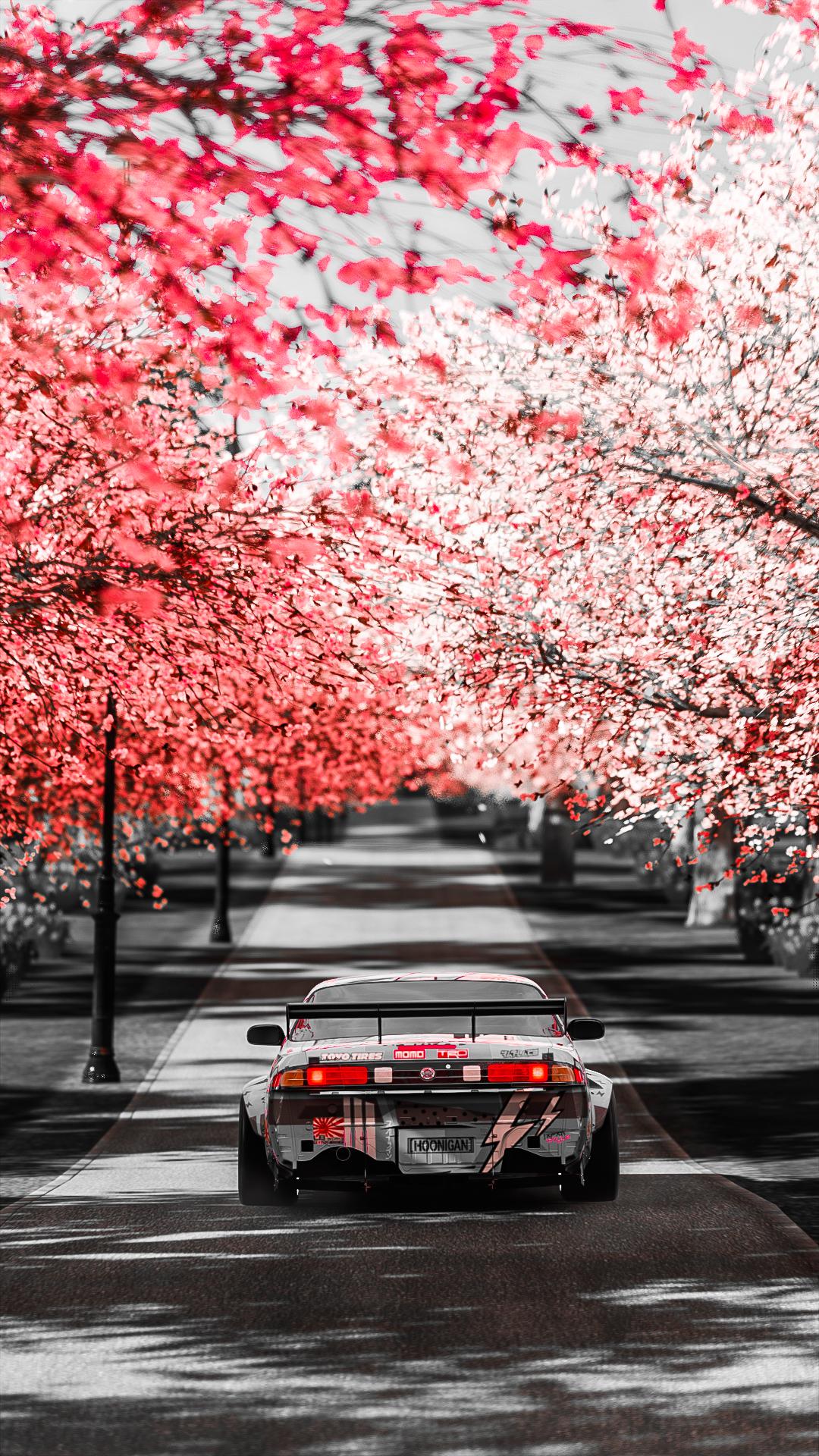 Cherry blossoms