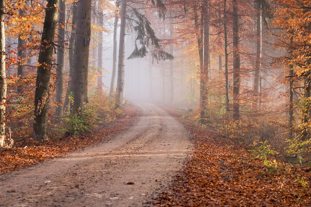 Free Autumn Forest & Autumn Image