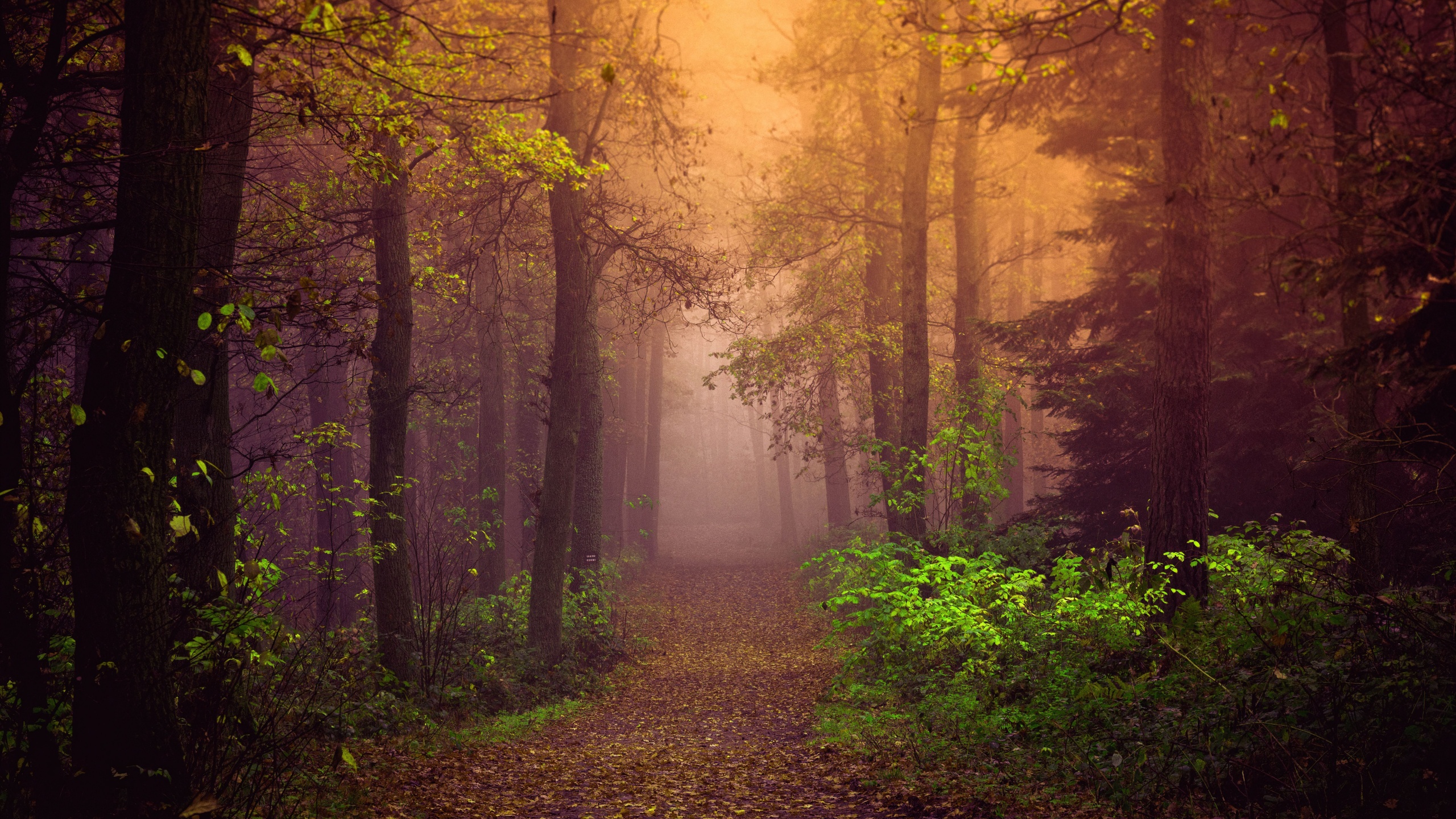 Autumn Wallpaper 4K, Mist, Forest, Path, Trees, Fog