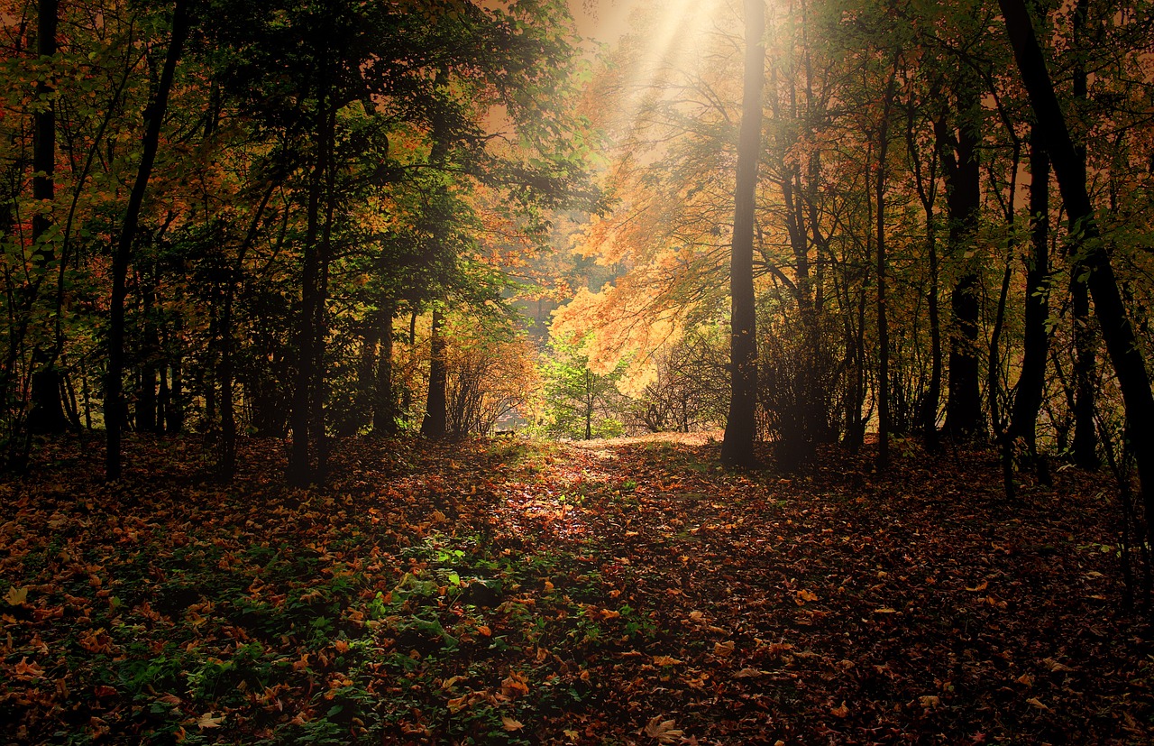 Free Autumn Forest & Autumn Image