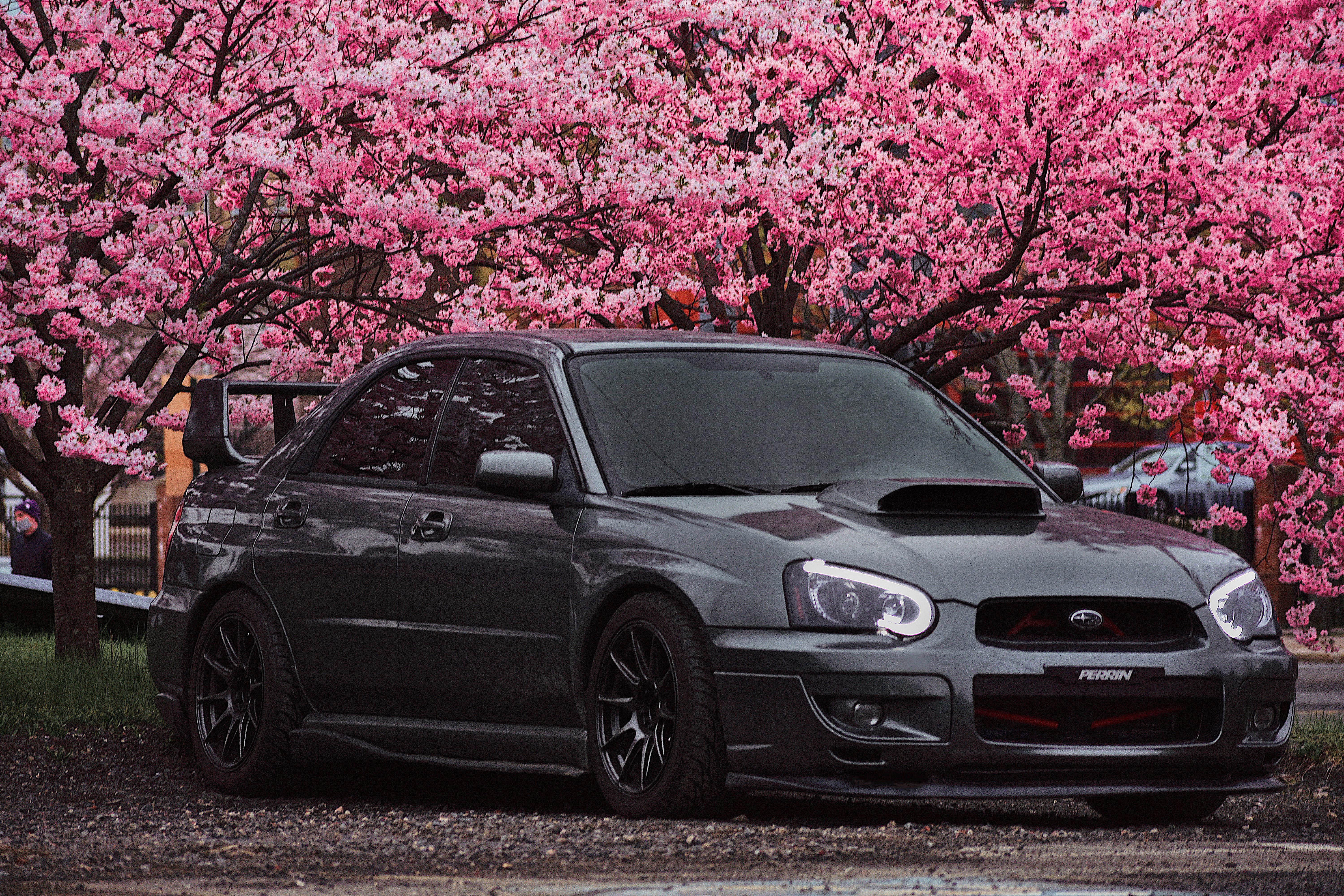 cherry blossoms make it jdm right