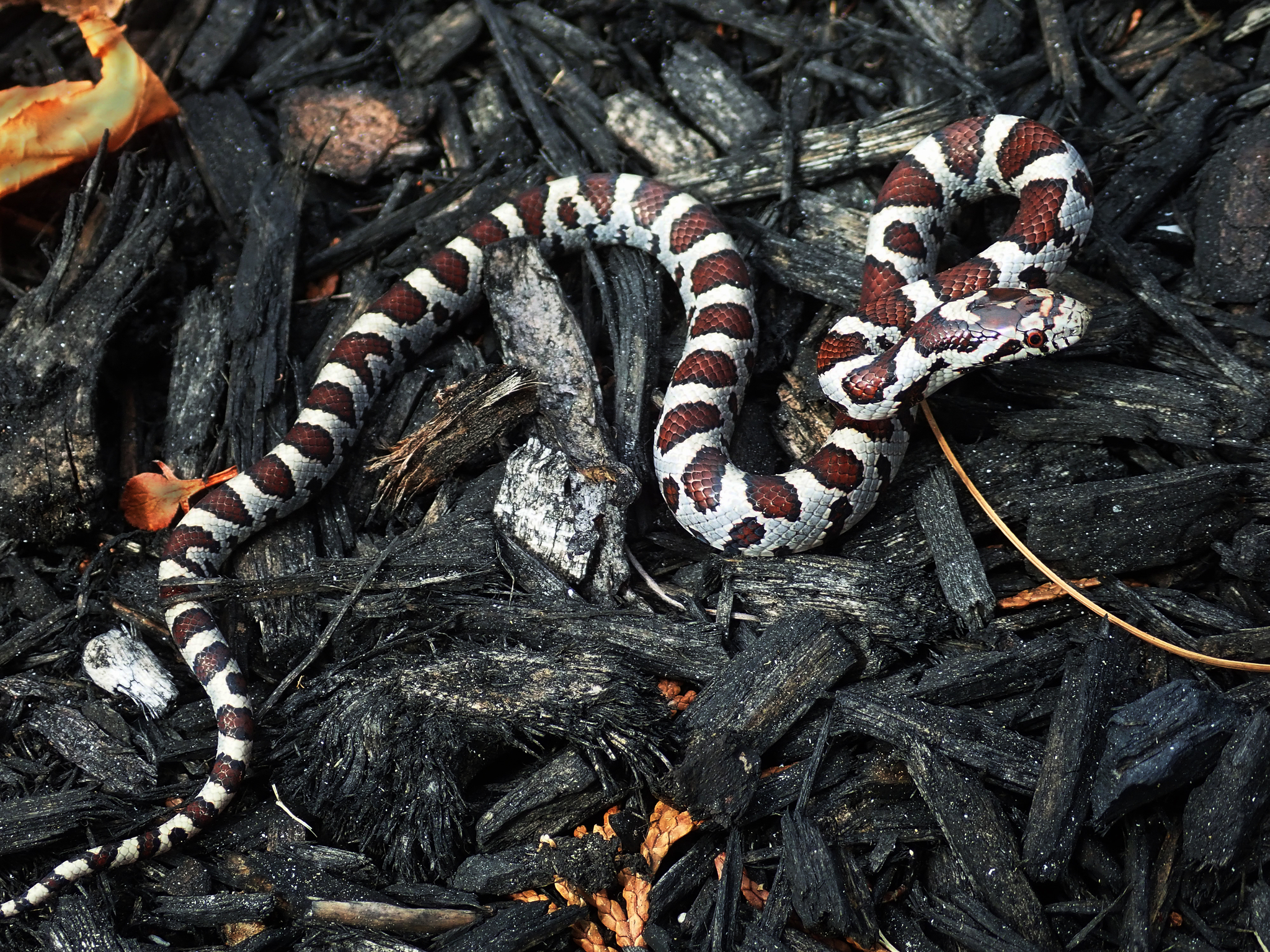 Photos of Eastern Milksnake