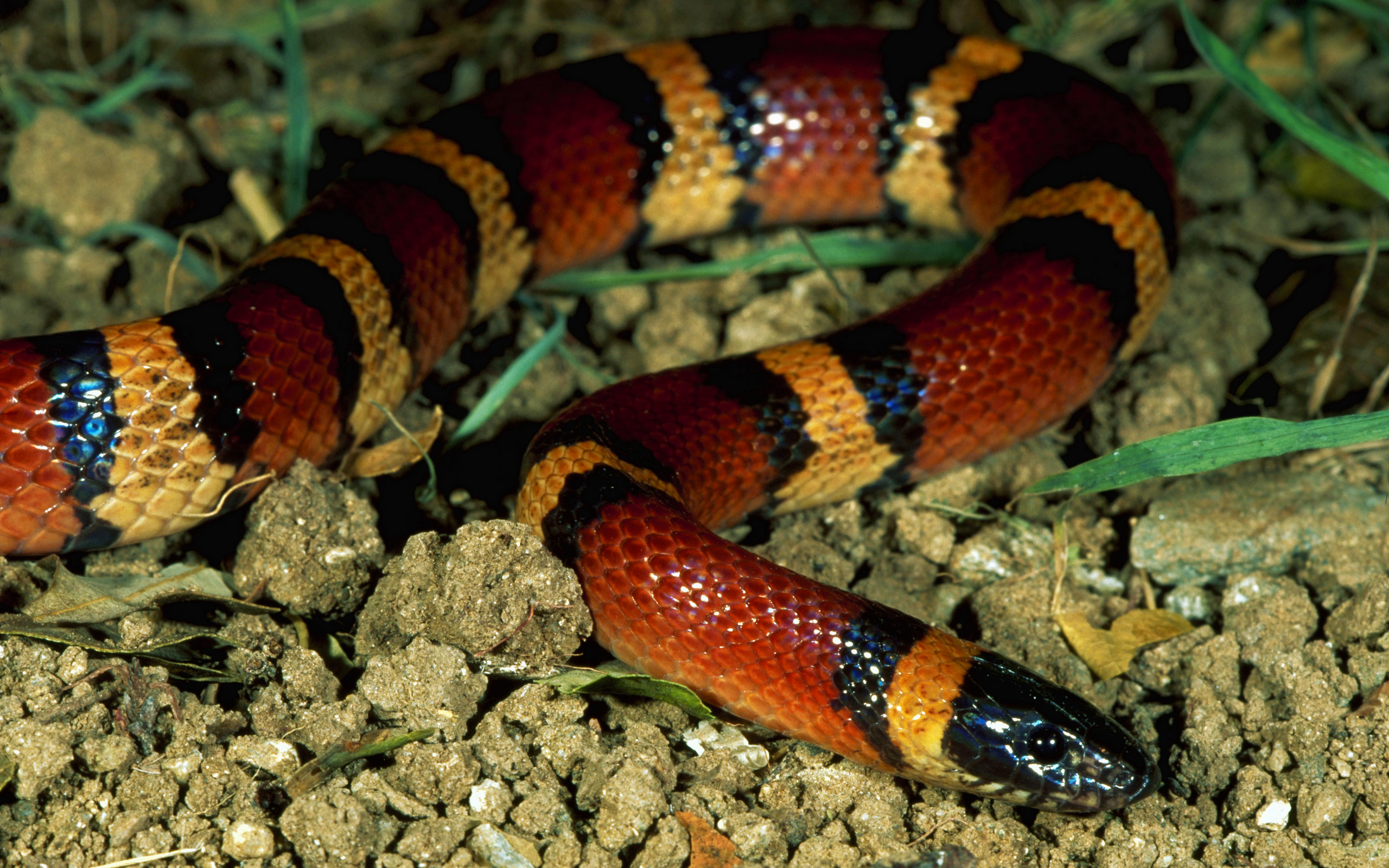 Majestic Milk Snake Animal Wallpaper