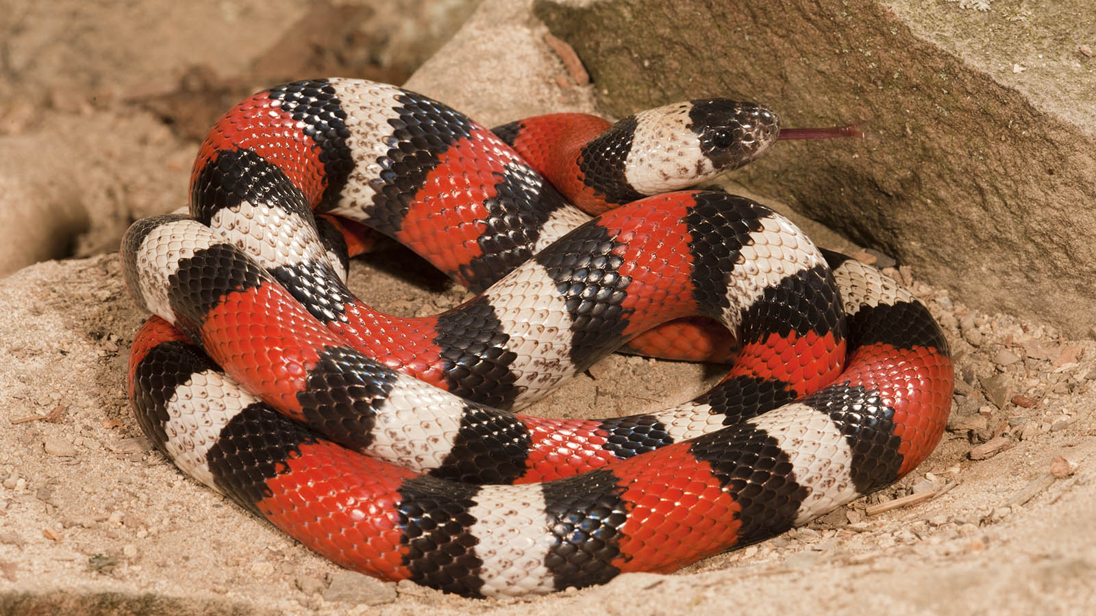 Milk Snake: Harmless Yet Colored