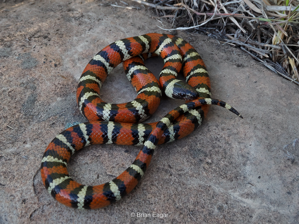 Utah Milk Snake Lampropeltis