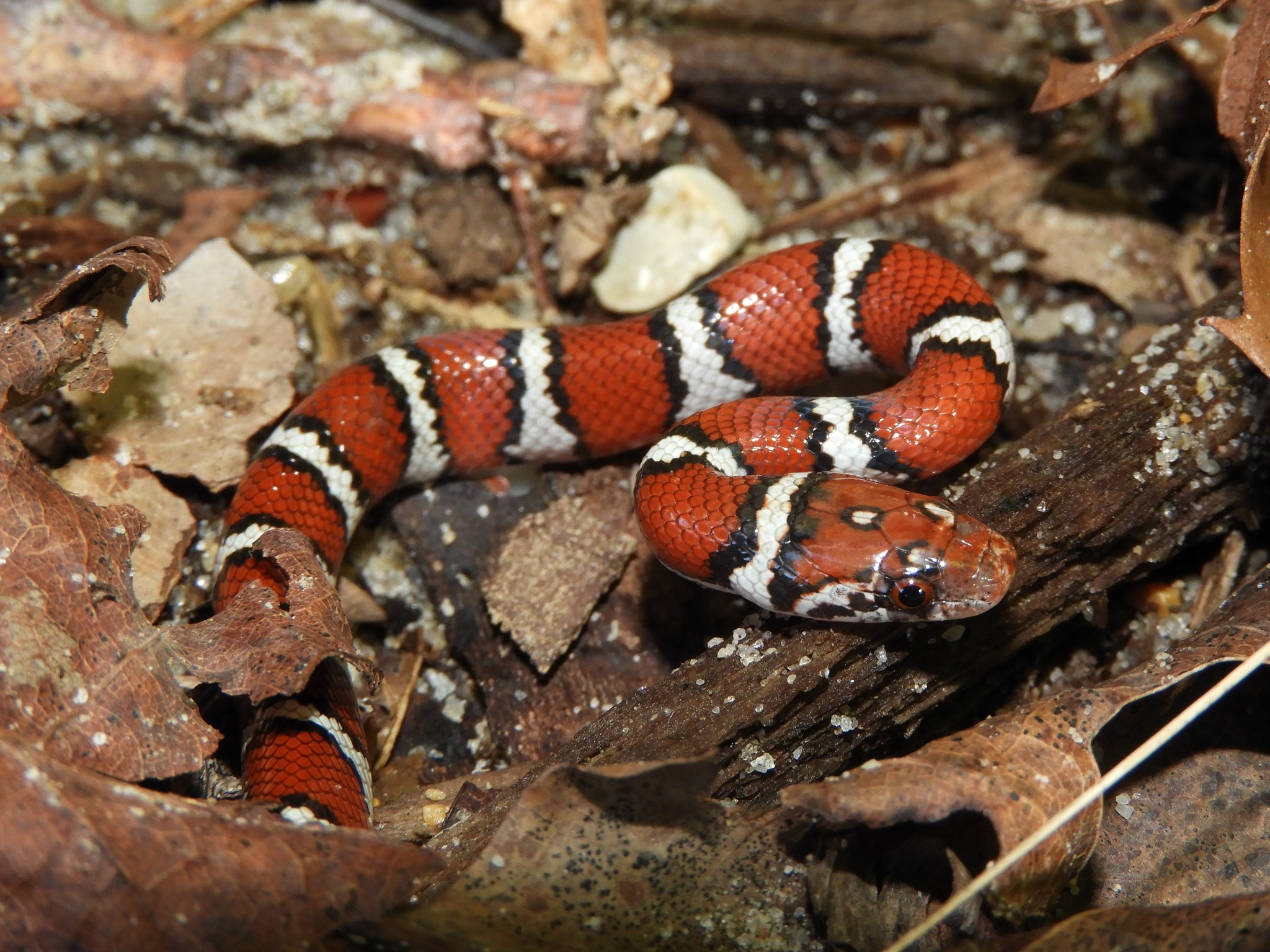About Eastern Milksnake