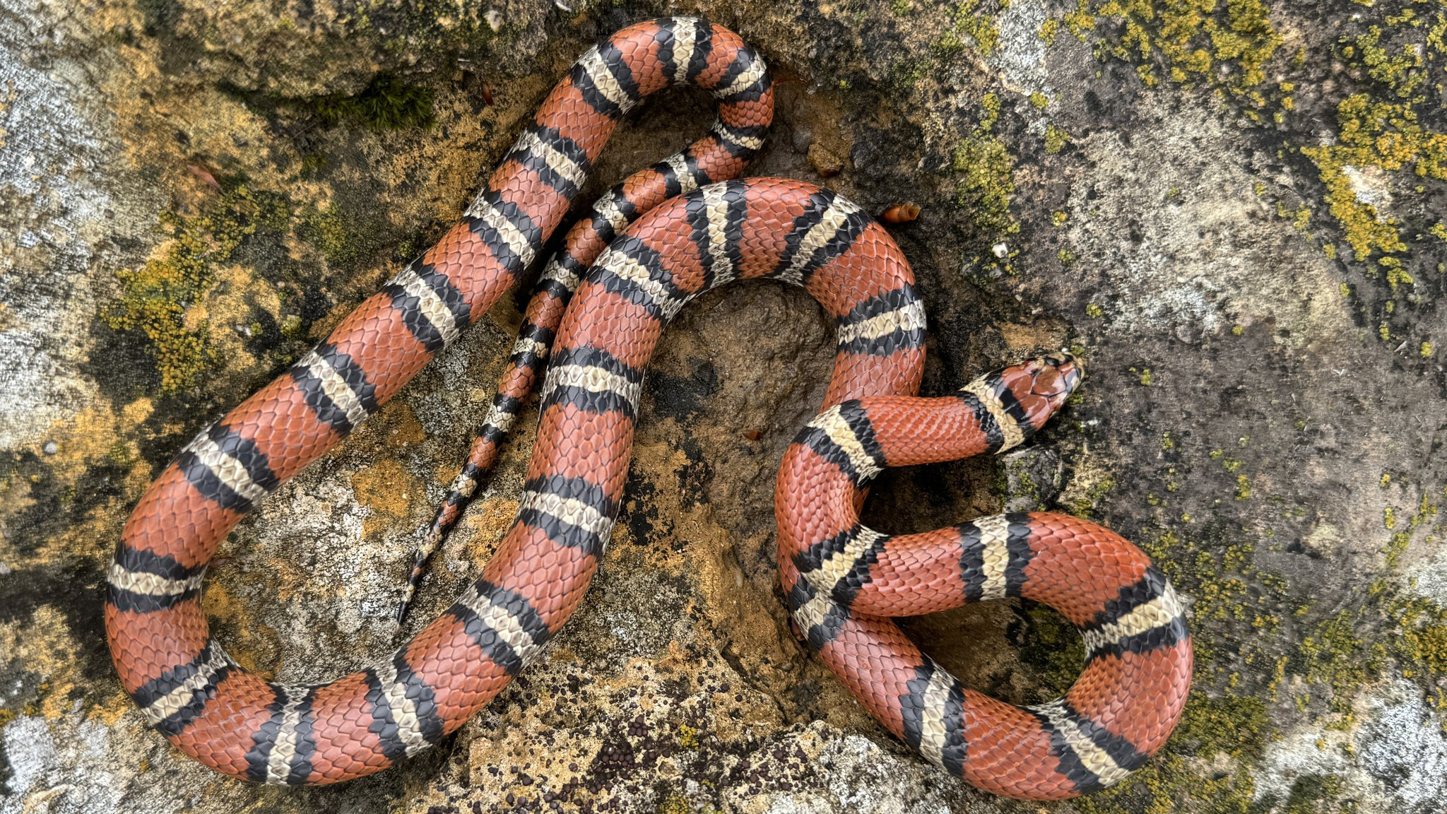 Kansas Herpetofaunal Atlas