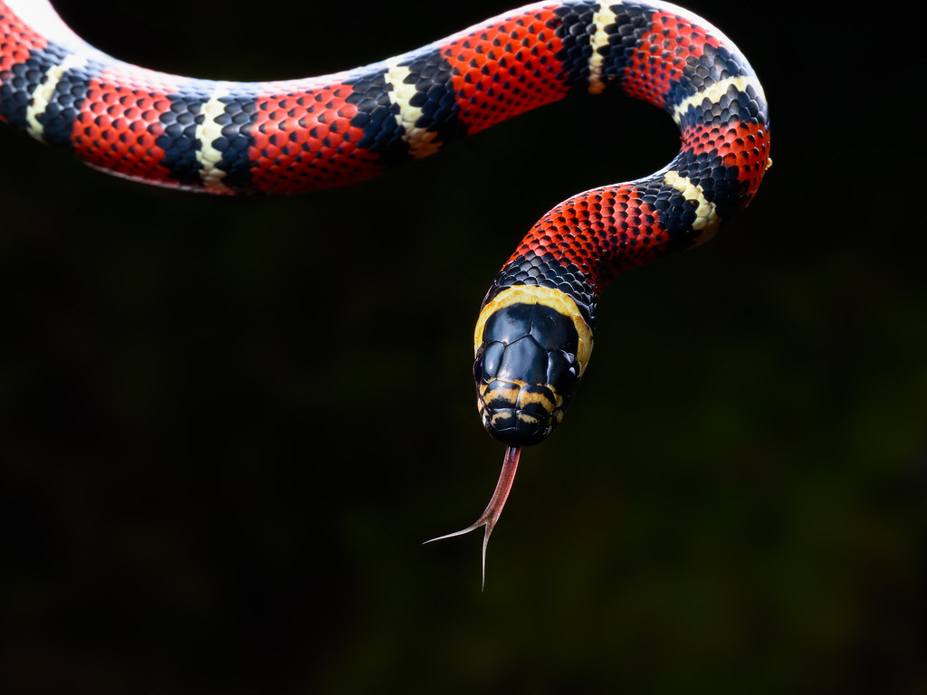 Guatemalan Milk Snake. FotoRequest