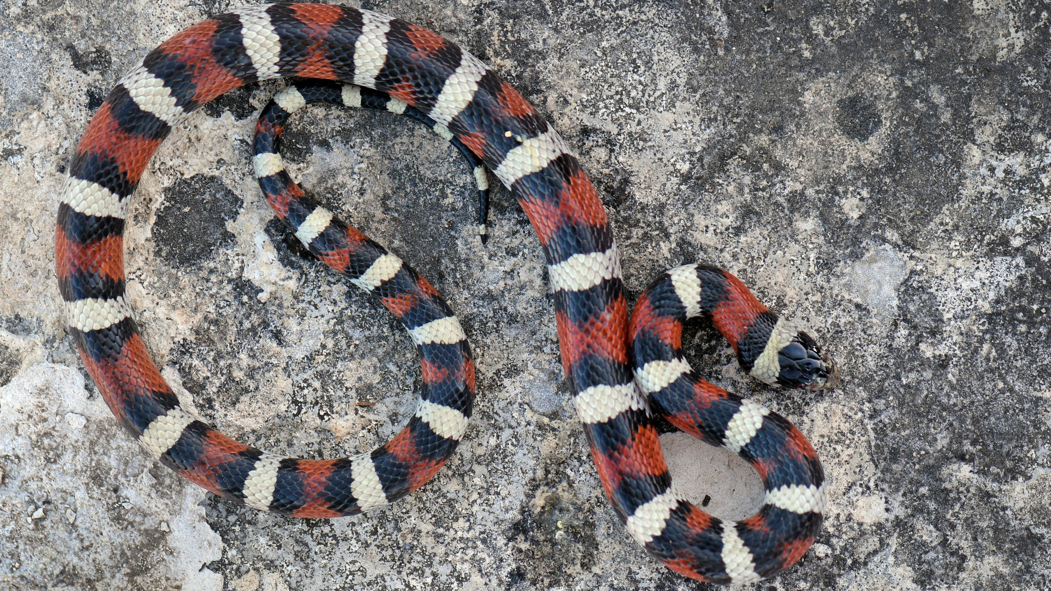 Kansas Herpetofaunal Atlas