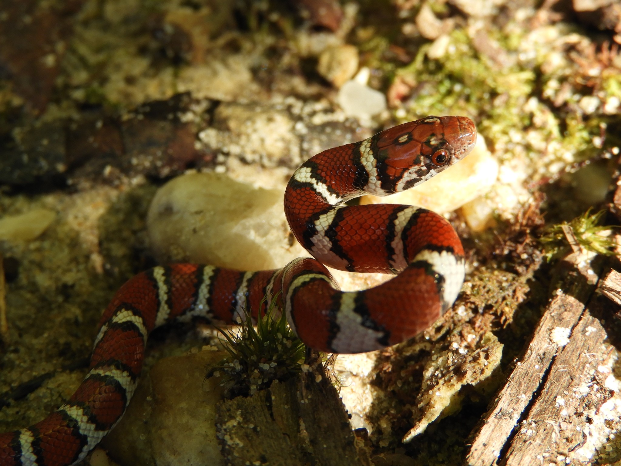About Eastern Milksnake