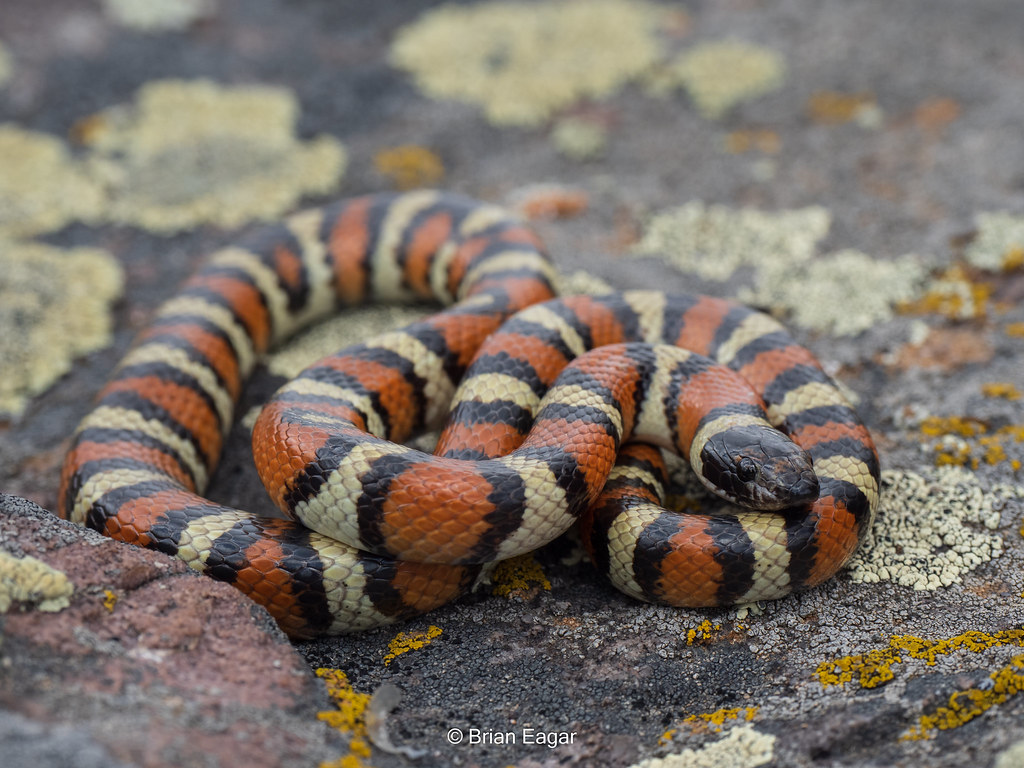 Utah Milksnake 10 26 2021