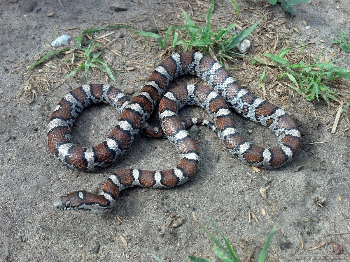 Eastern Milksnake