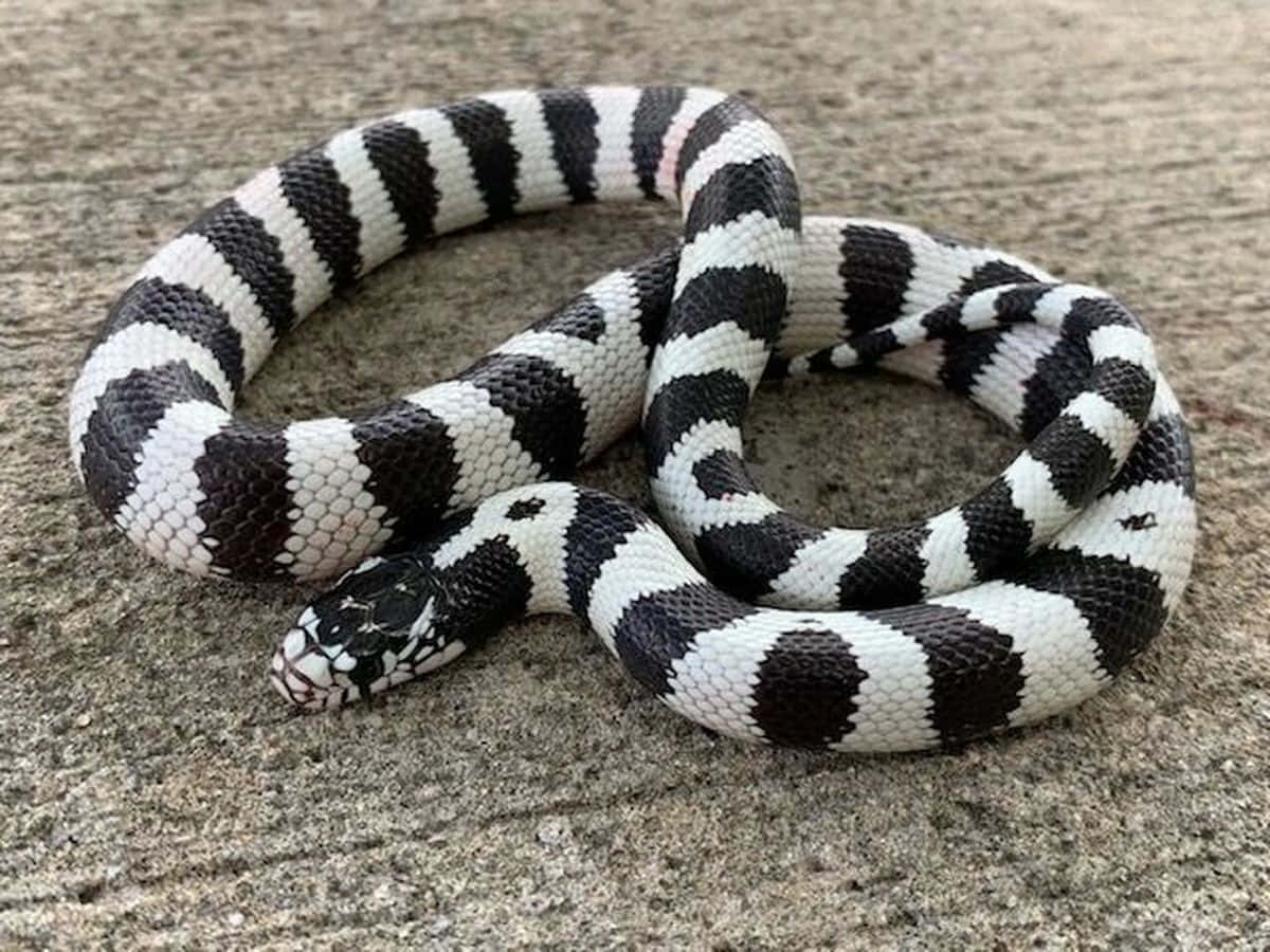 King Snake Picture