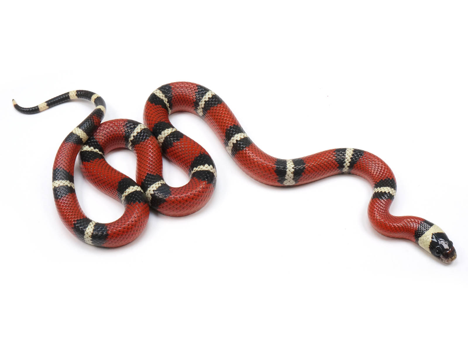 Het Albino Sinaloan Milk Snake