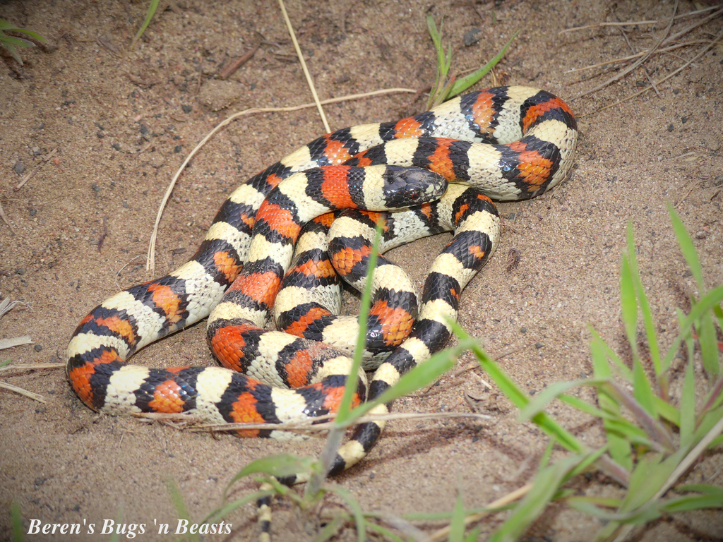 Western Milksnake Lampropeltis