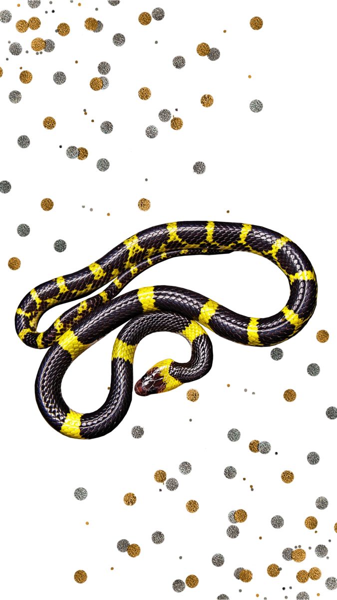 Milk snake Wall Paper