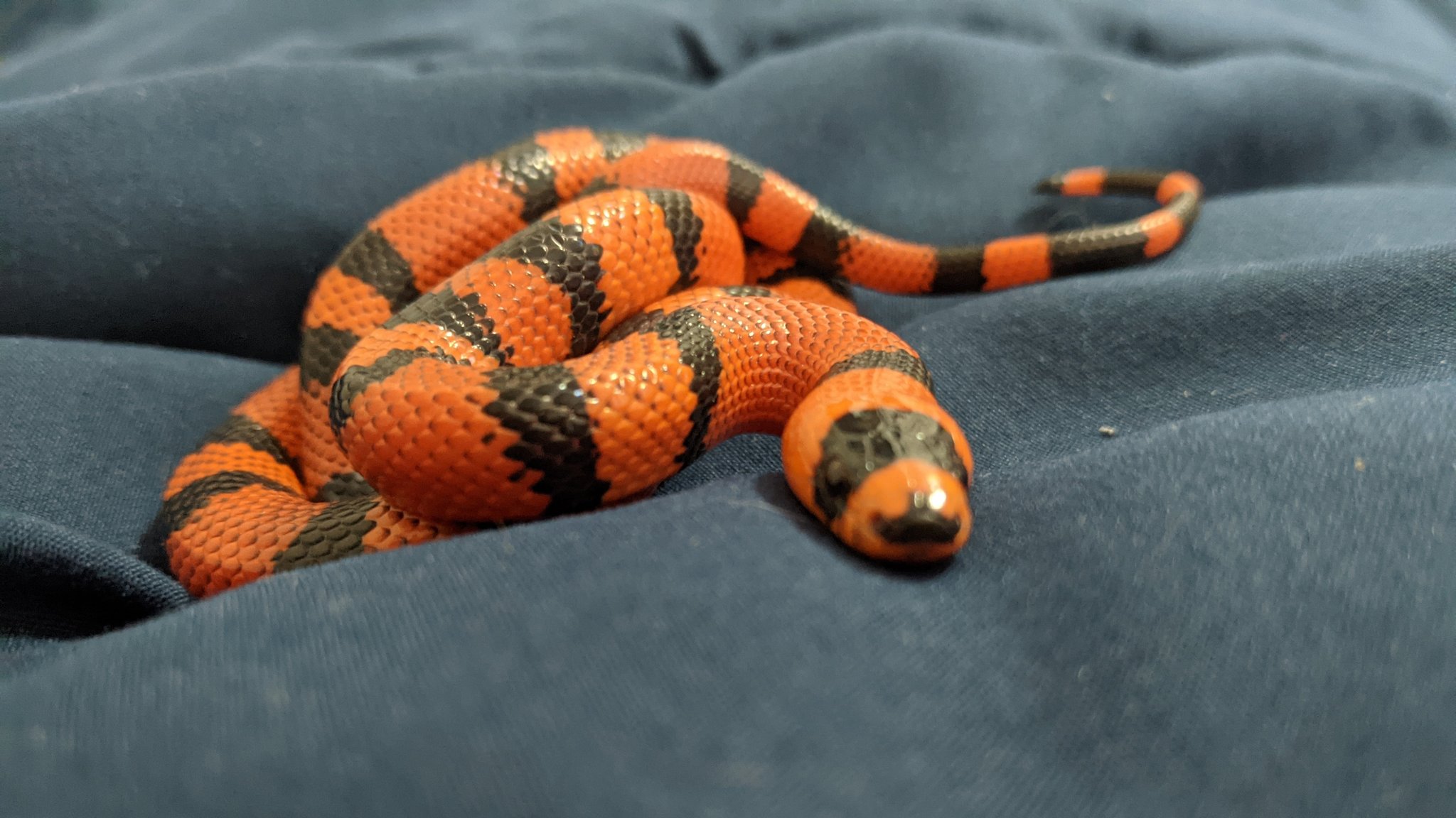 Taki the honduran milk snake