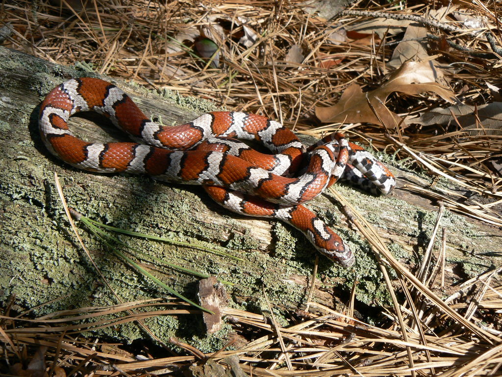 Coastal Plain Milksnake Lampropeltis