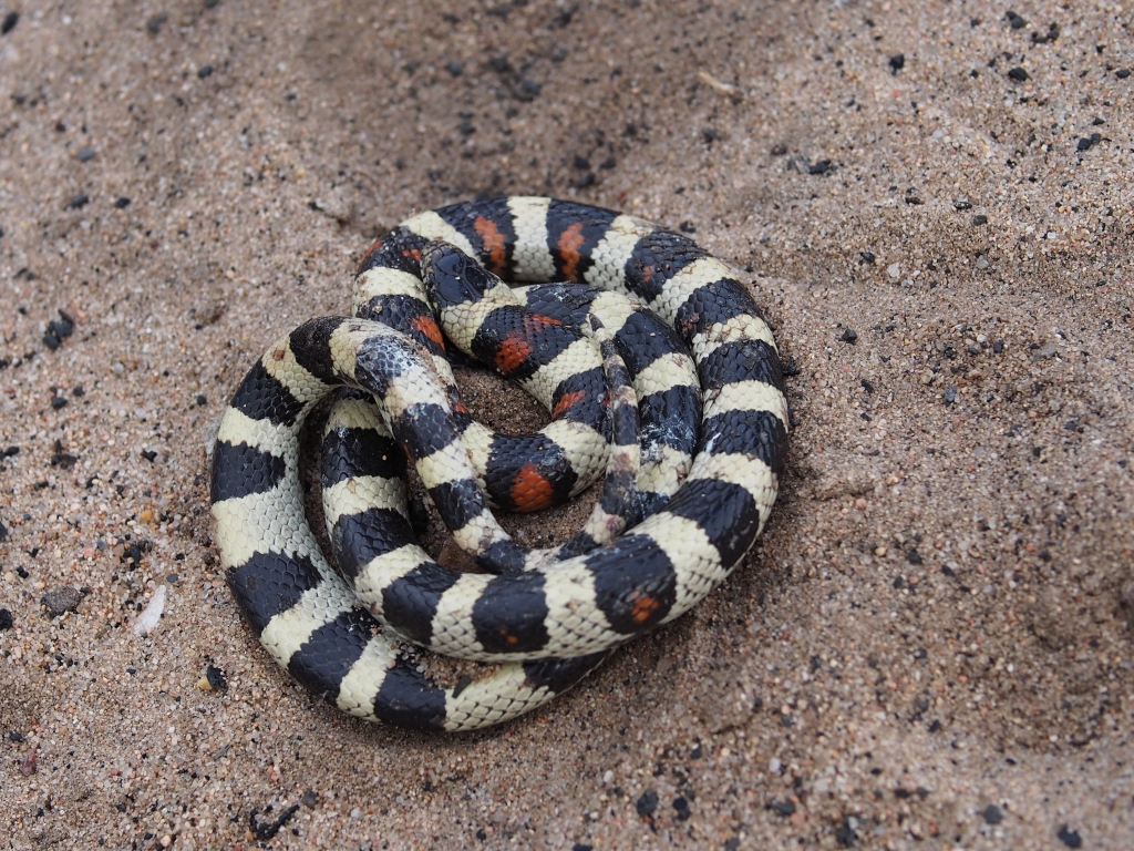 Colorado Snakes Central Plains Milk