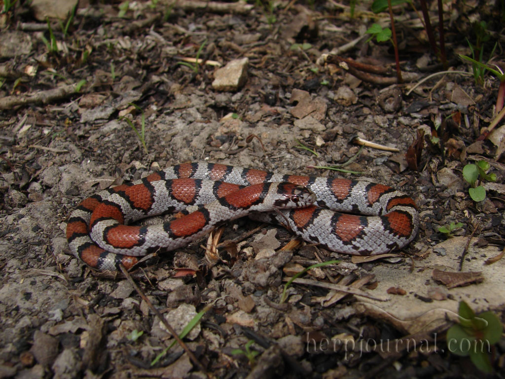 Every milk snake we saw this year duw