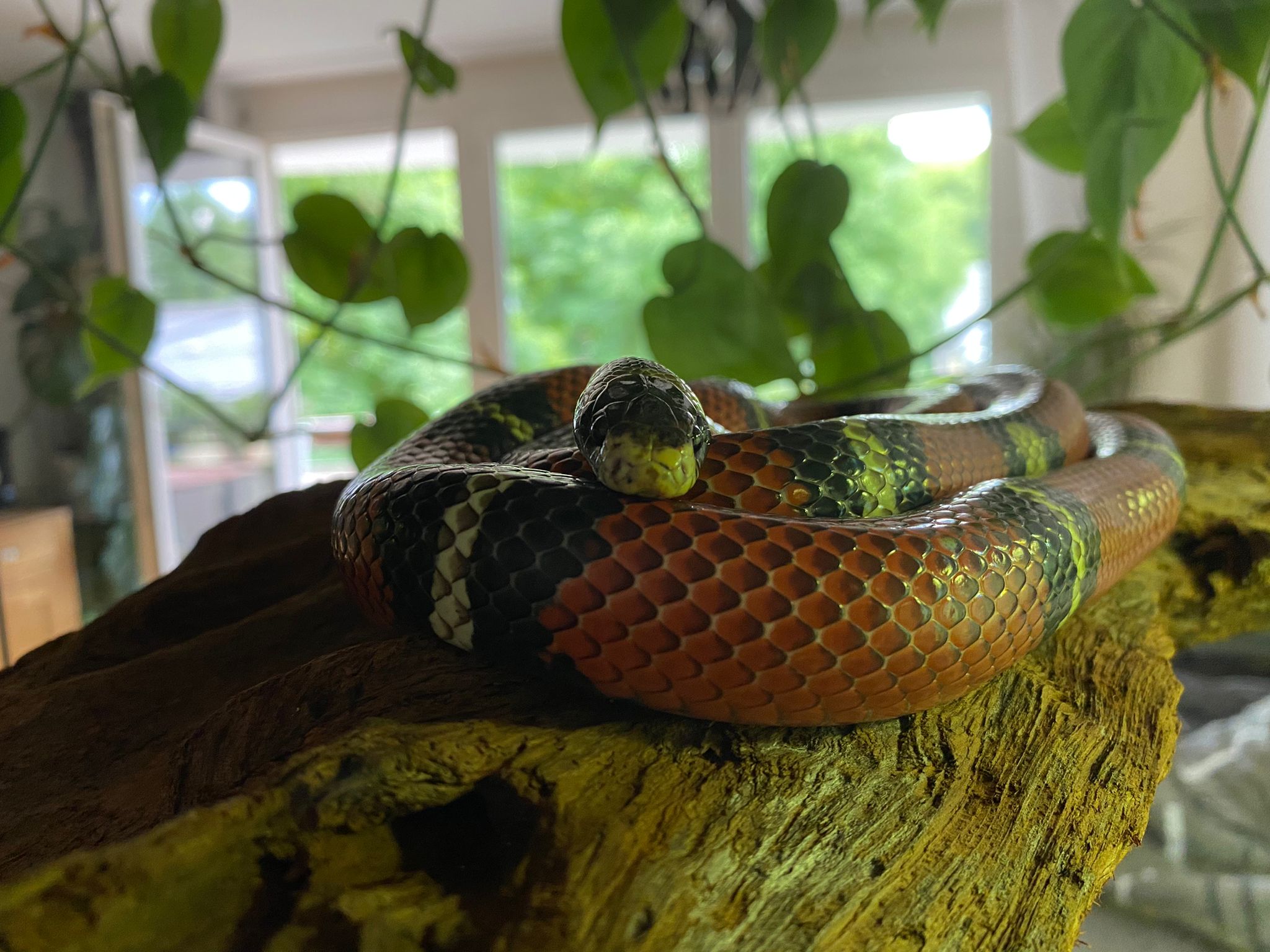 Just my Black Milk Snake looking cute
