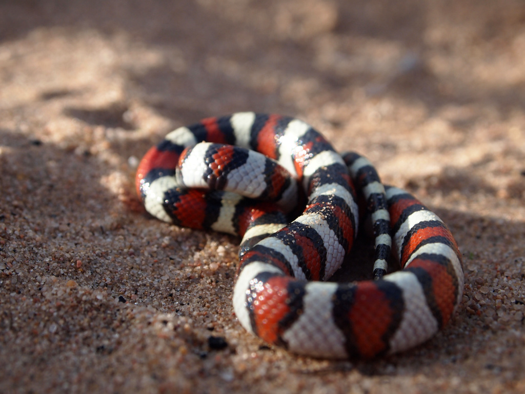 Colorado Snakes Central Plains Milk