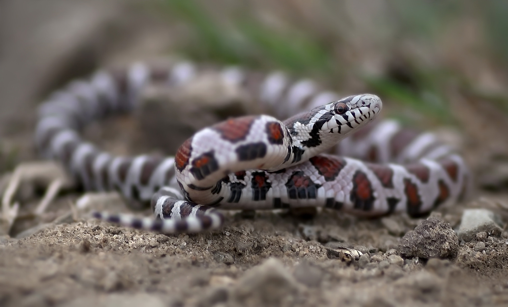 Download Reptile Animal Snake HD Wallpaper