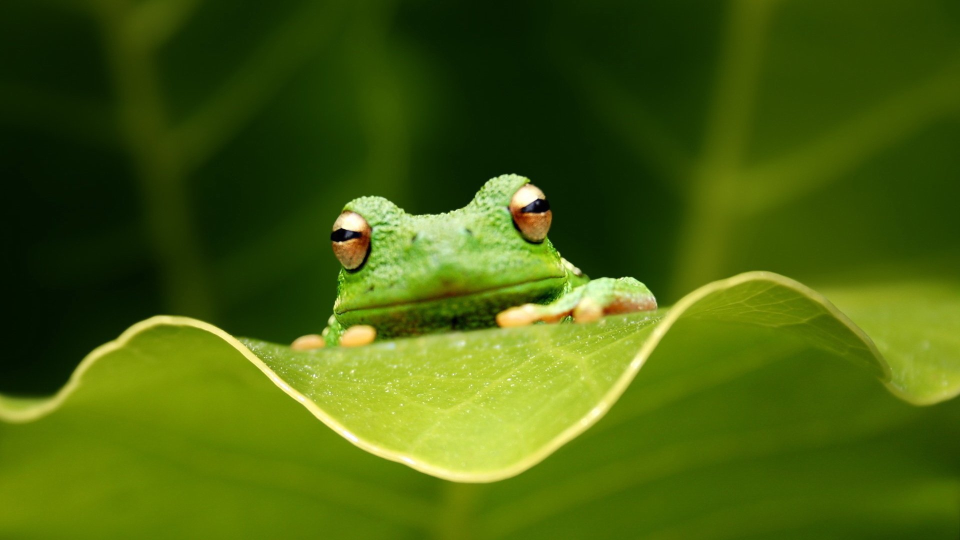 Download Animal Tree Frog HD Wallpaper