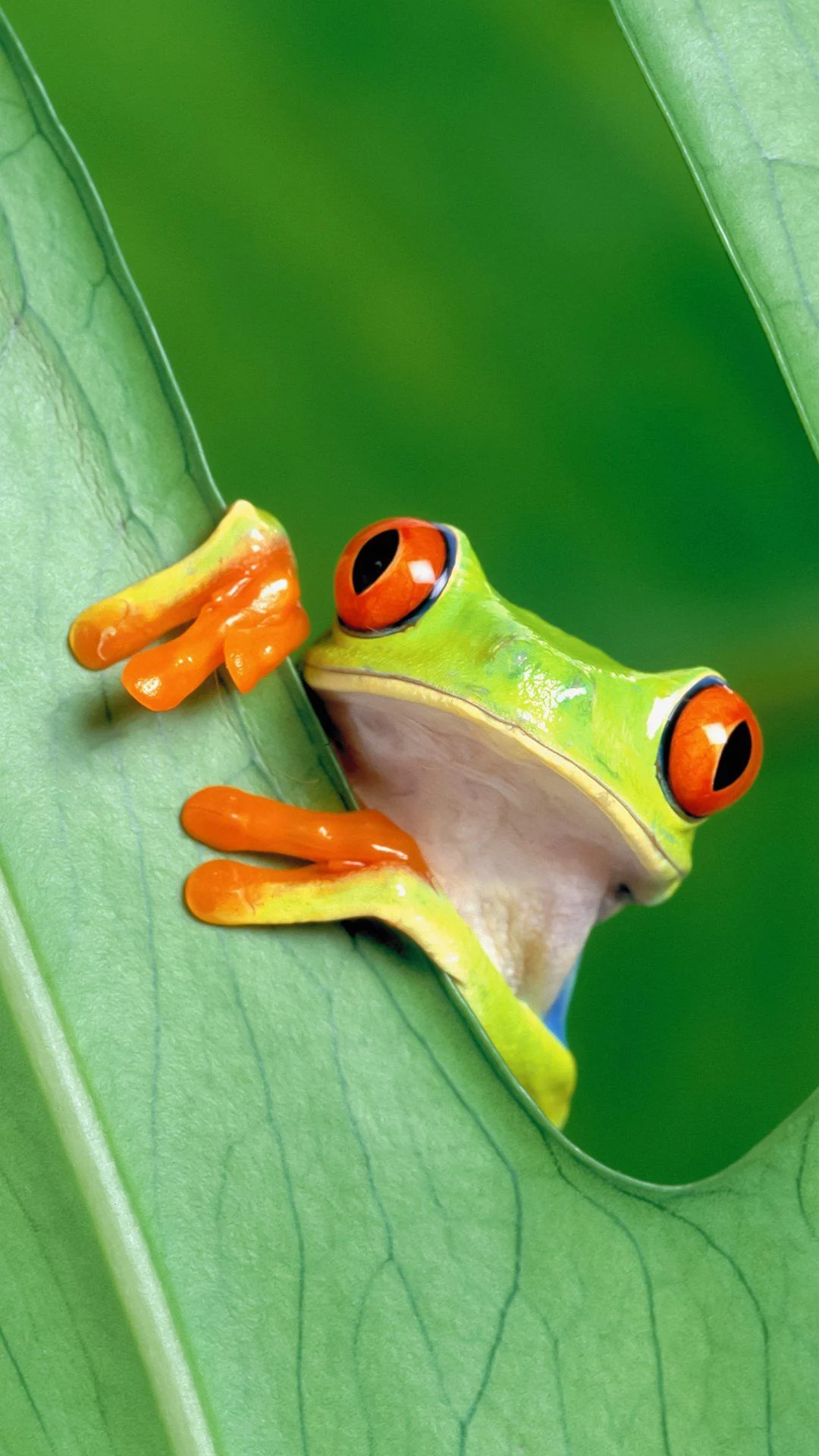 Red Eyed Tree Frog Wallpaper 63