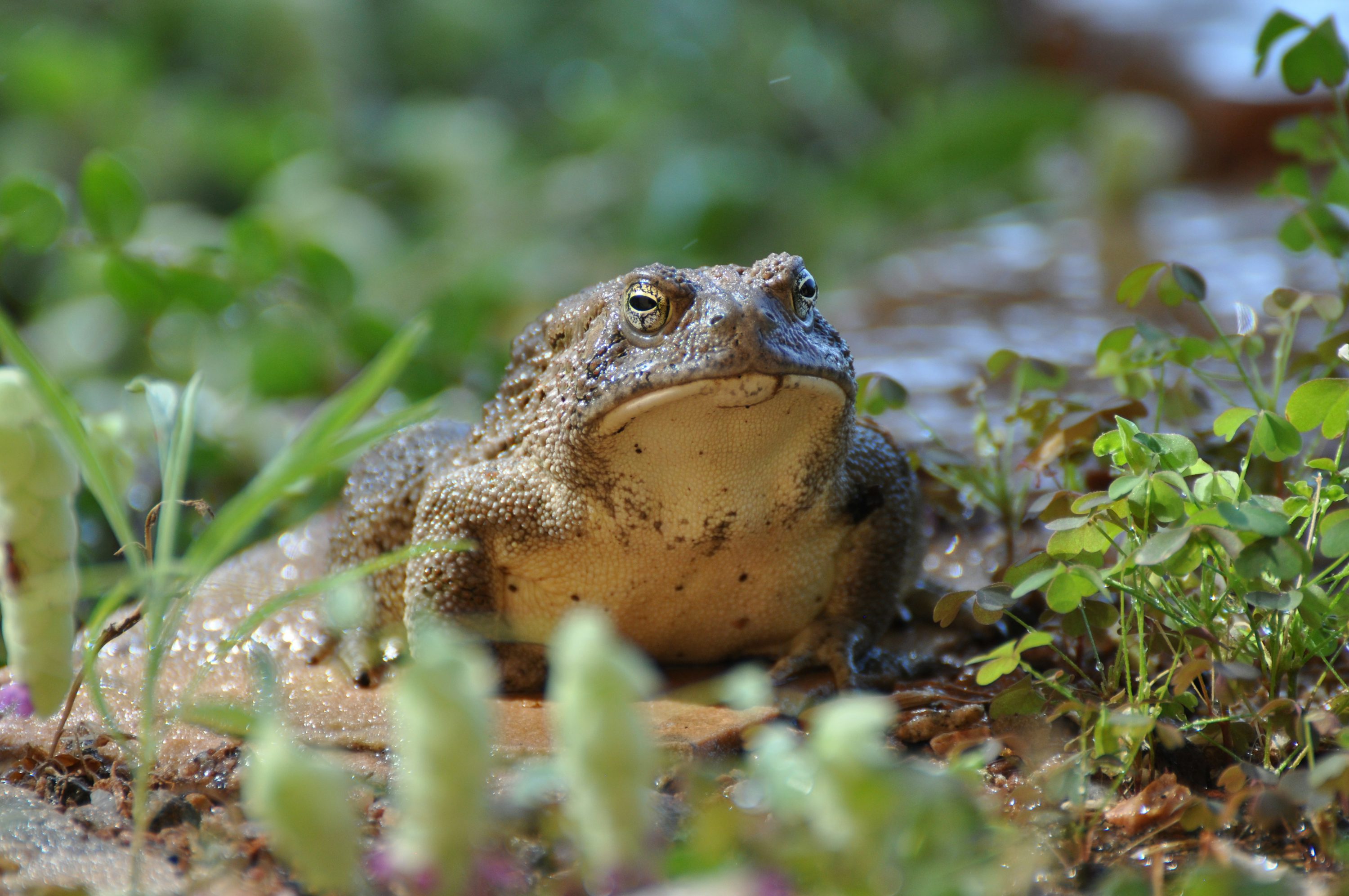 Frog Picture [HD]. Download Free