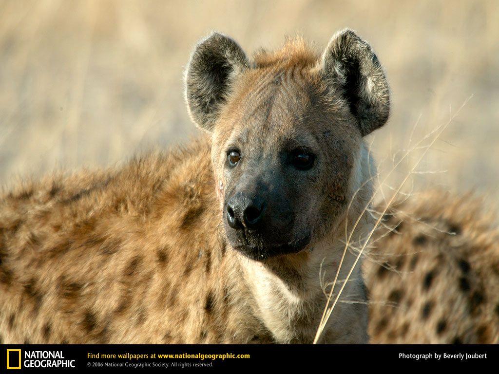 Spotted Hyena Picture, Spotted Hyena Desktop Wallpaper, Free