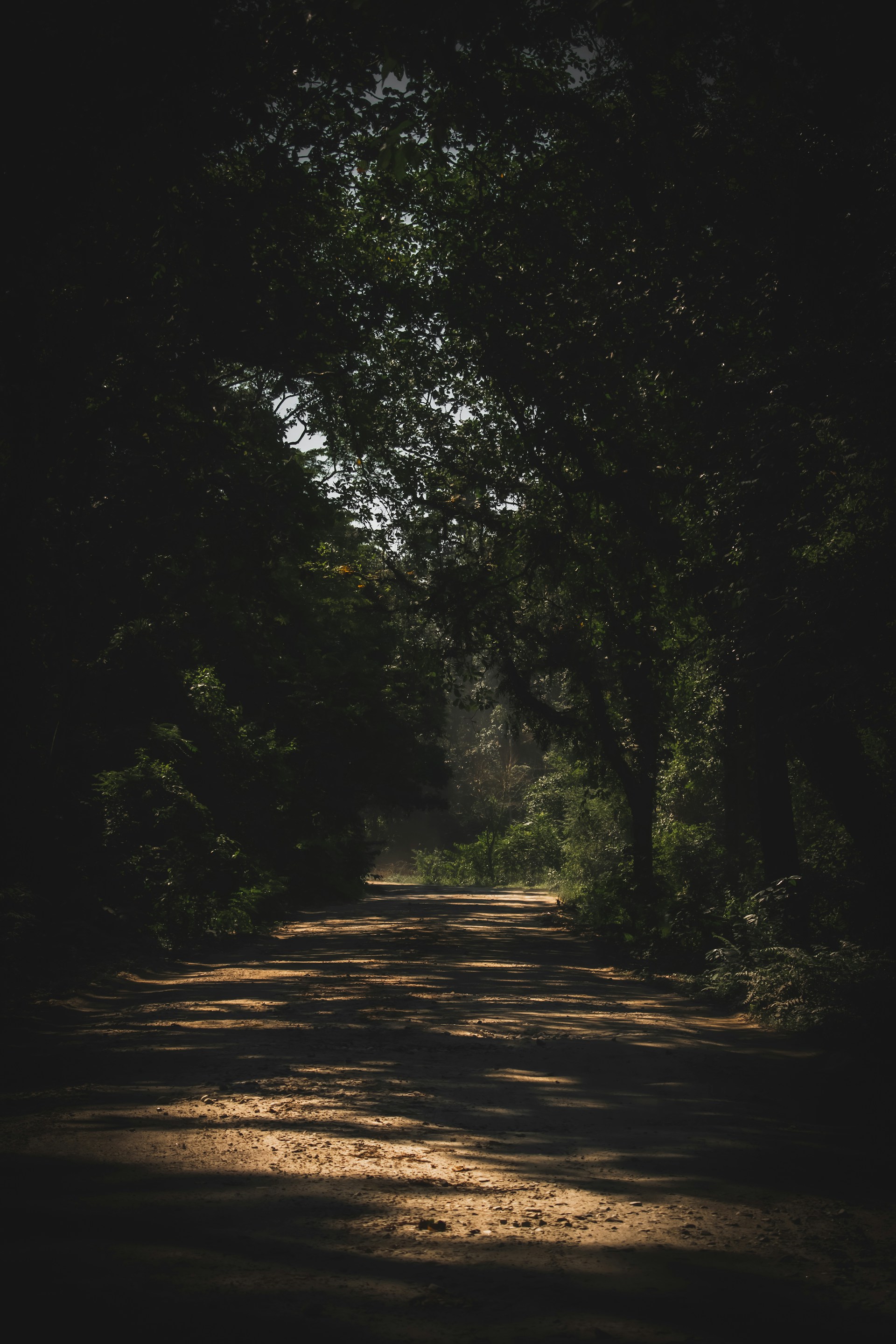 Dark Jungle Wallpaper HQ Free