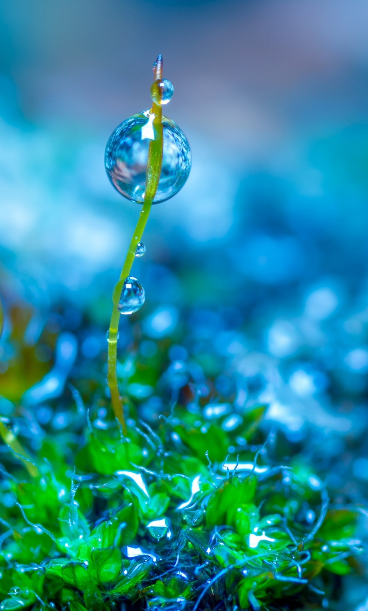 wallpaper 1280x2120 green leaves