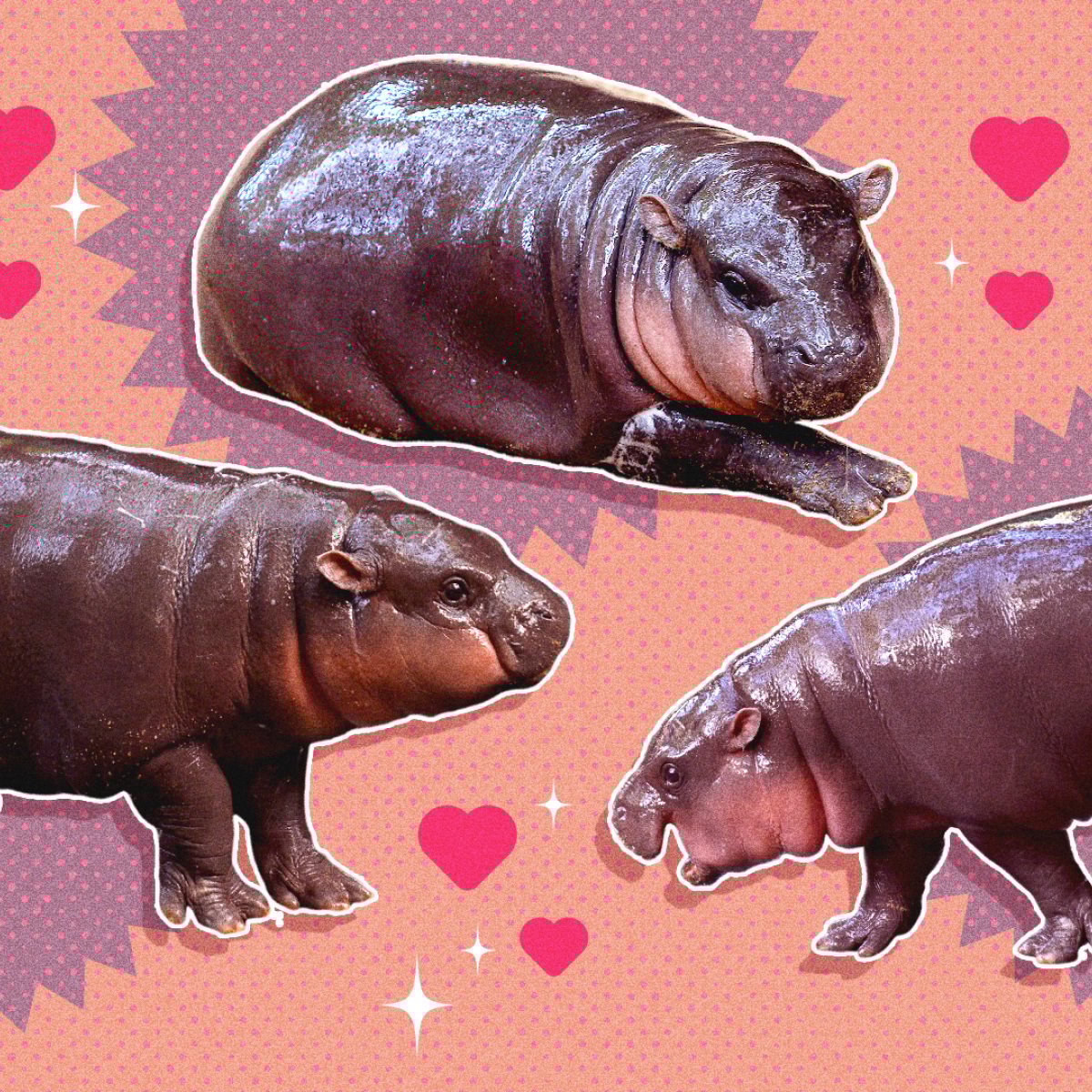 Why Moo Deng, the adorable baby hippo