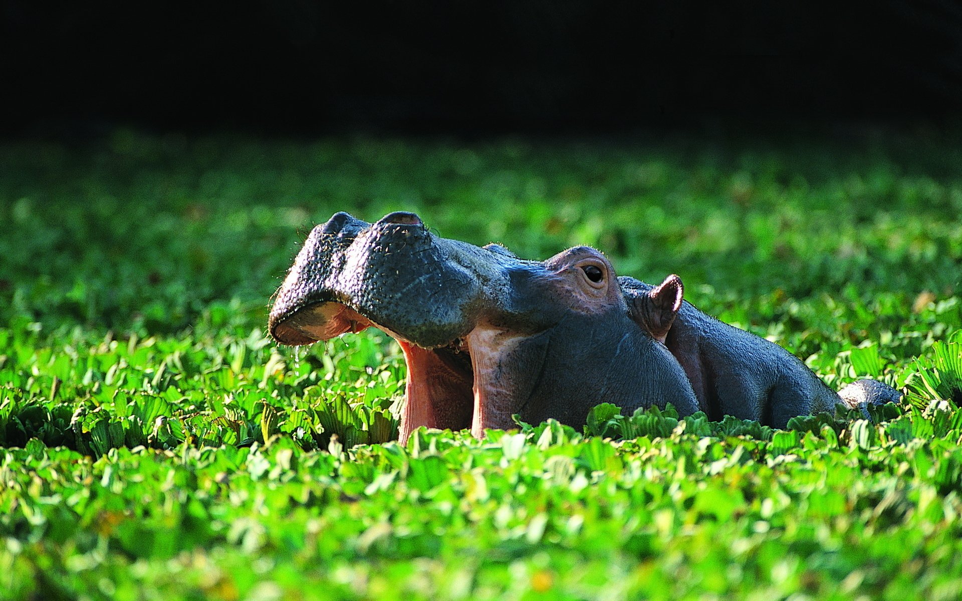 HD Wallpaper of Majestic Hippos in Lush