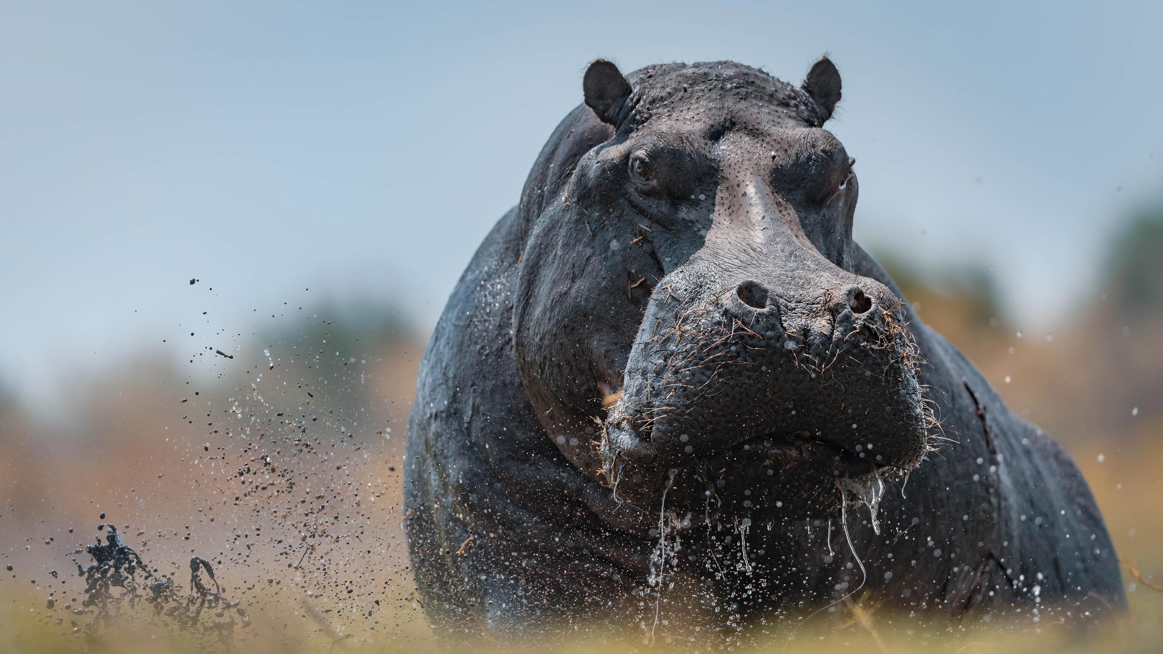 Hippopotamus Wallpaper
