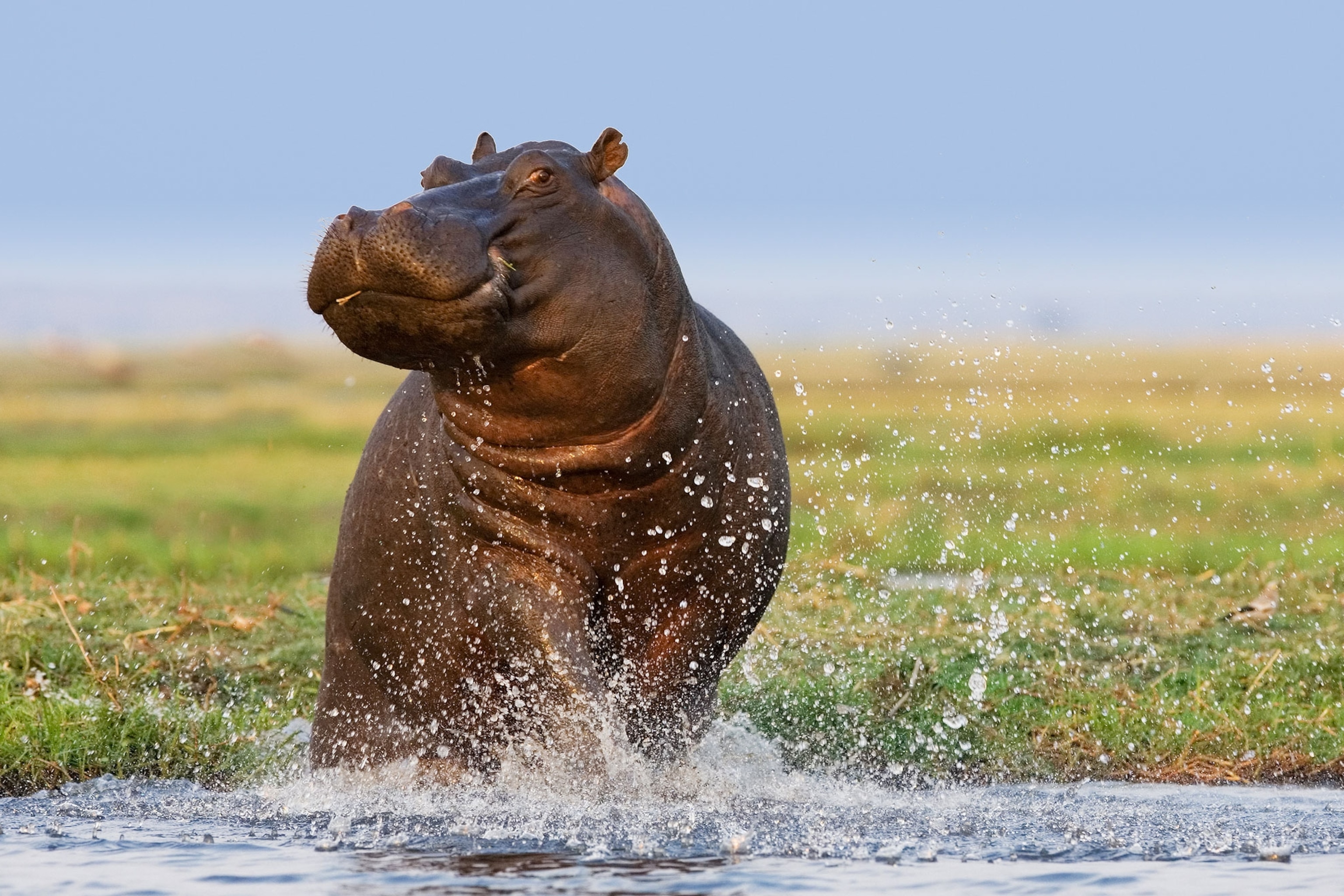 Hippopotamus, facts and photo