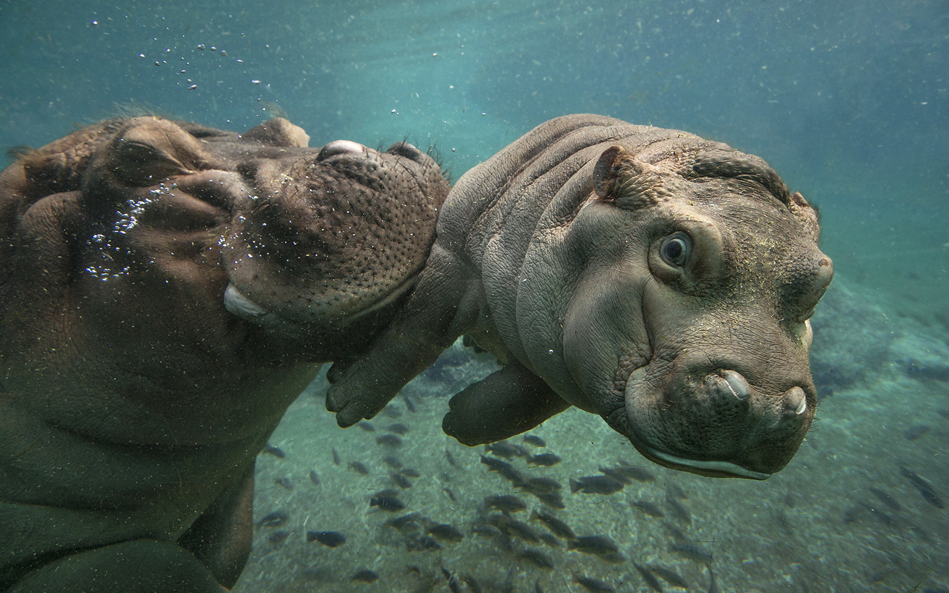 Download Animal Hippo HD Wallpaper