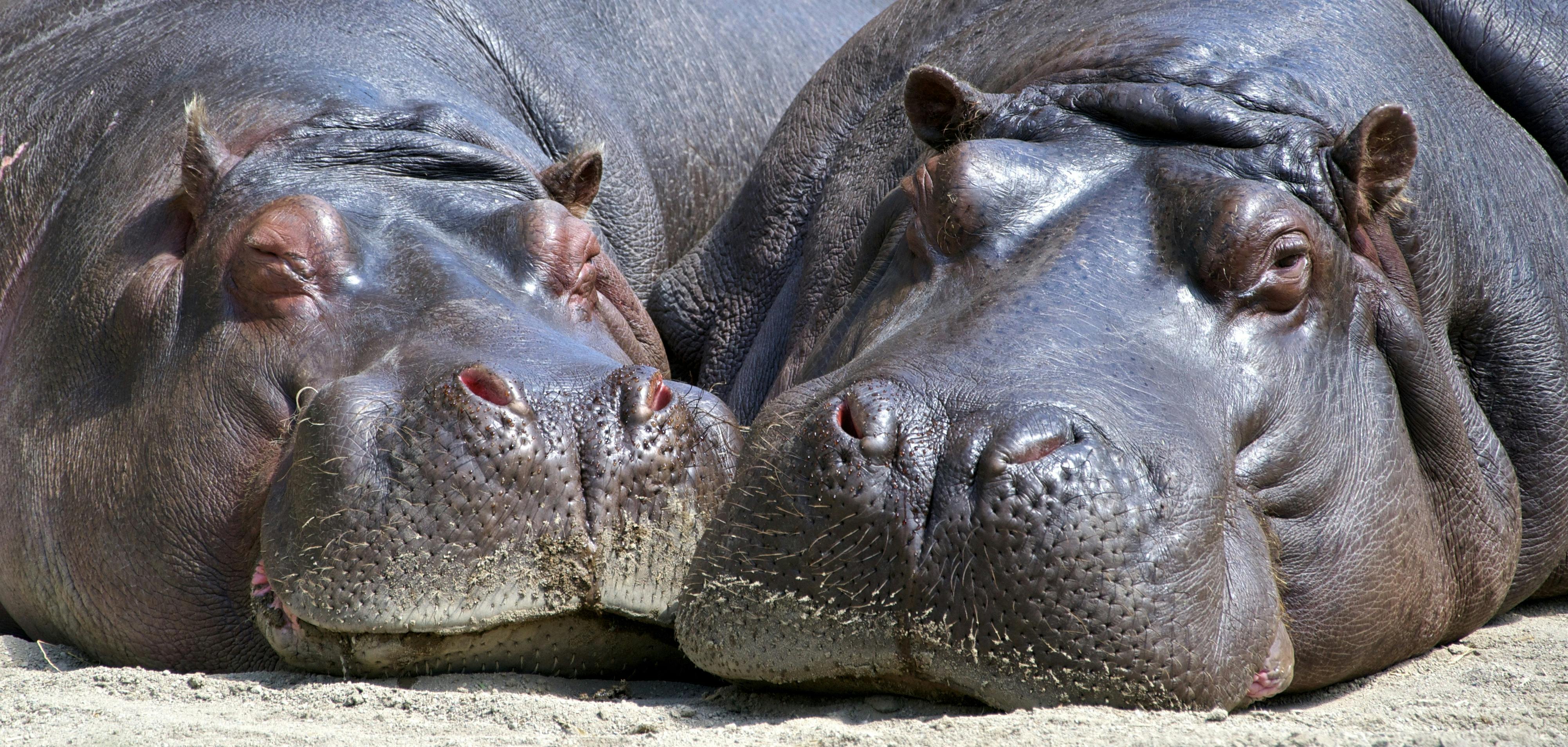 Hippopotamus Photo, Download The BEST
