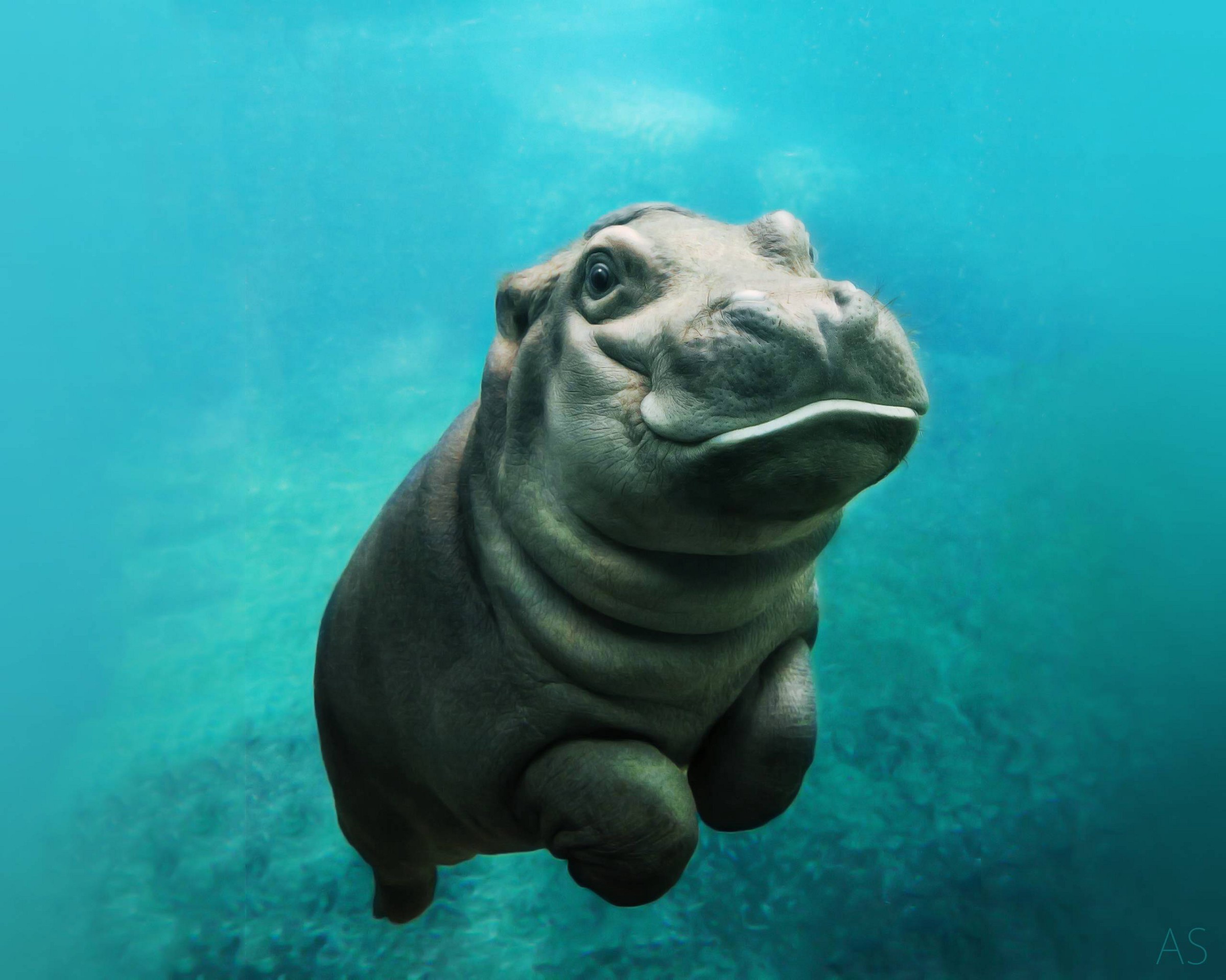 Wallpaper sea, hippo, baby hippo