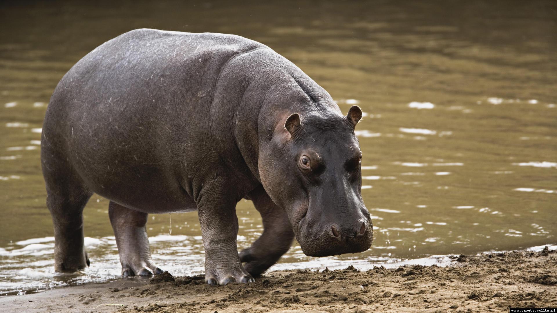 Download Animal Hippo HD Wallpaper
